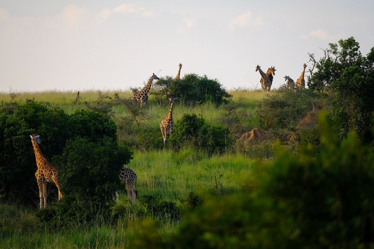 Giraffes in een groen gebied met een aantal bomen