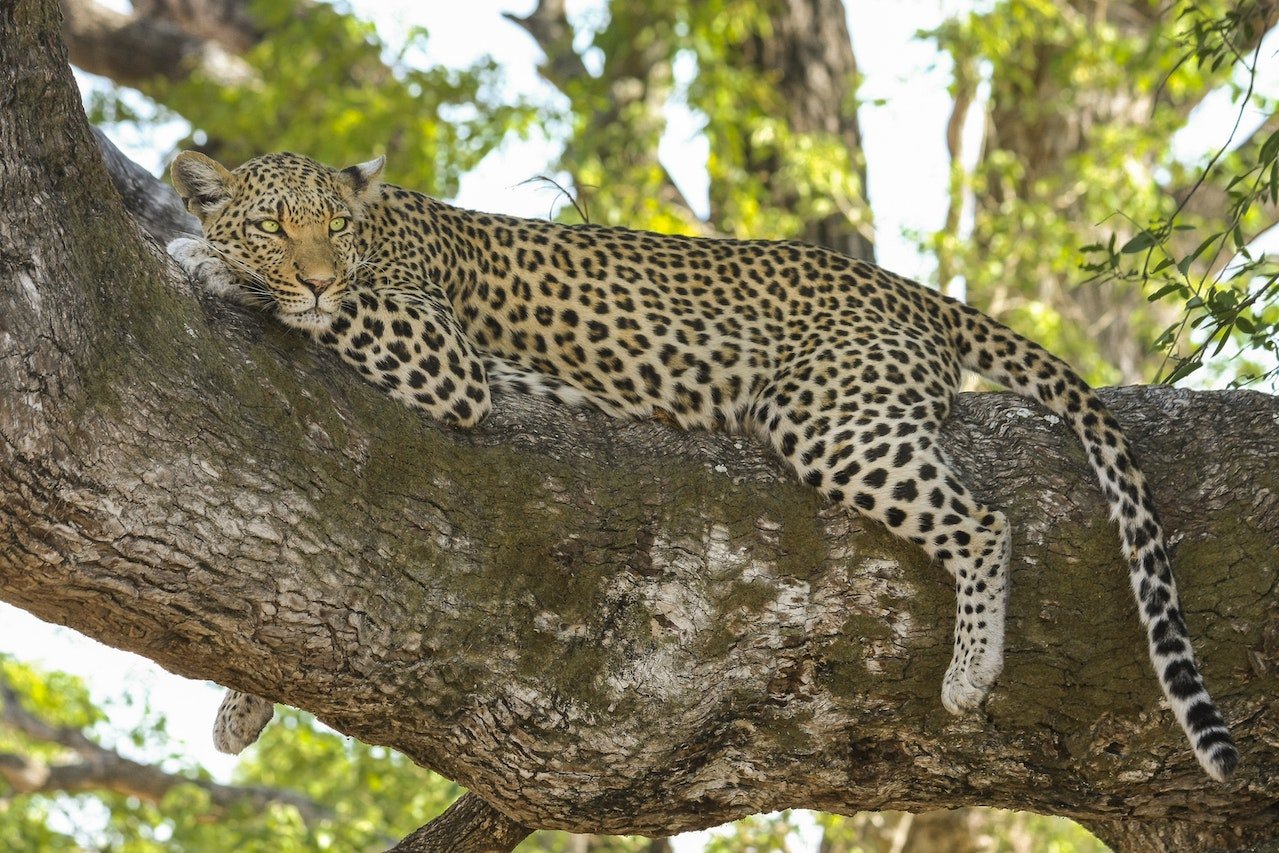 Luipaard ligt in een boom