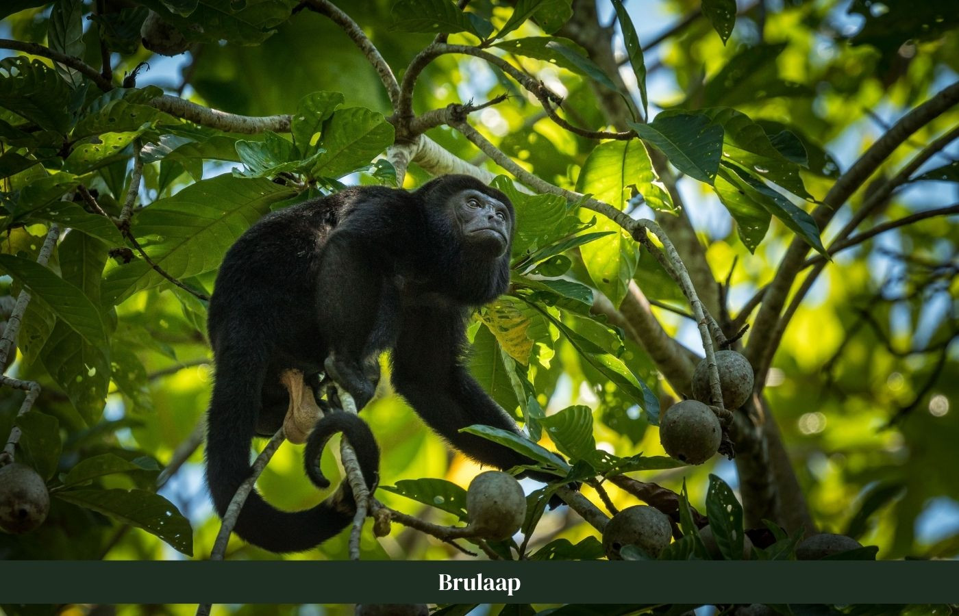 Brulaap klimt in jungle Costa Rica