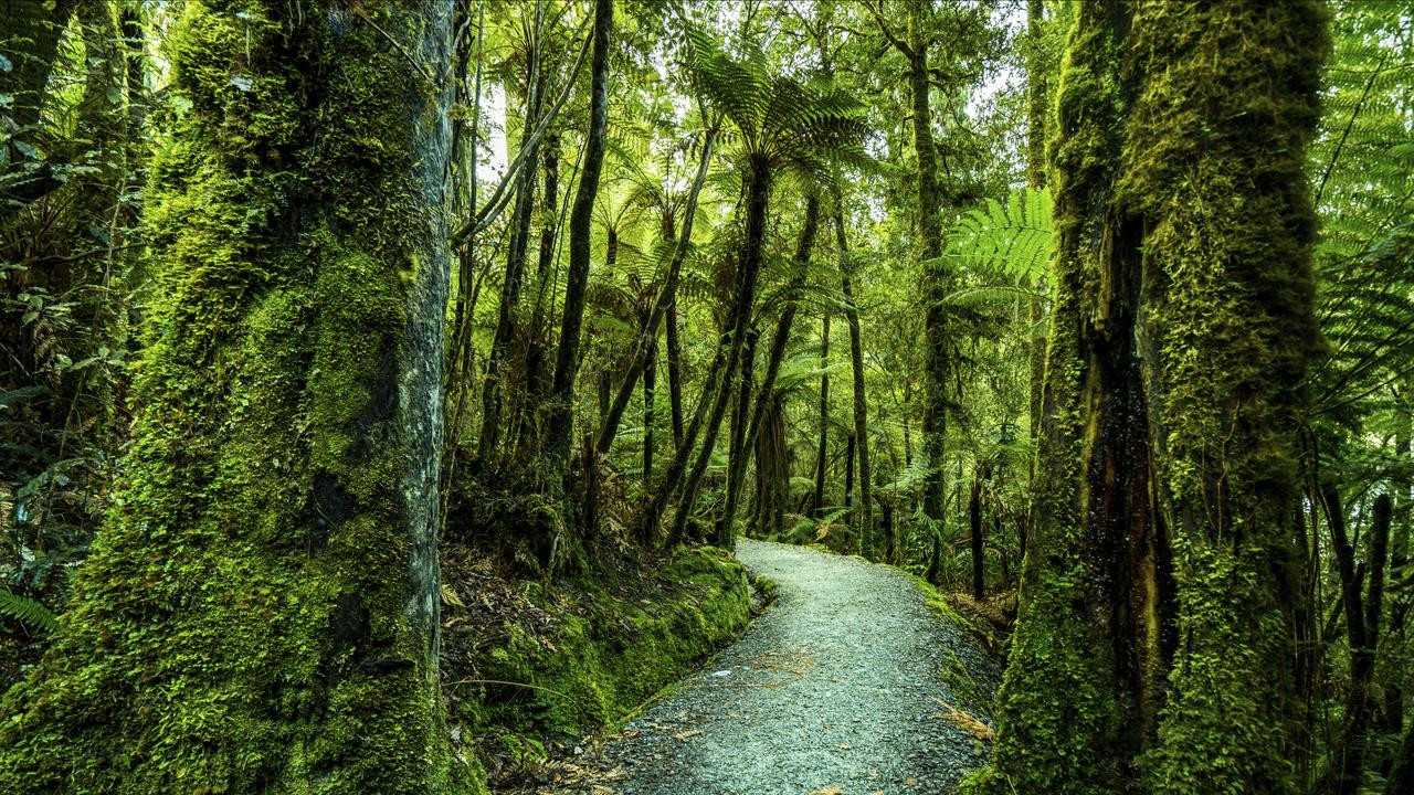 Waipoua Forest nieuw zeeland