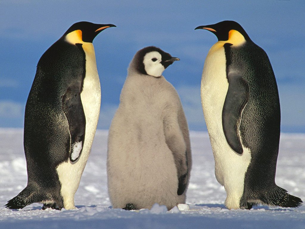 Keizerpinguin Antarctica