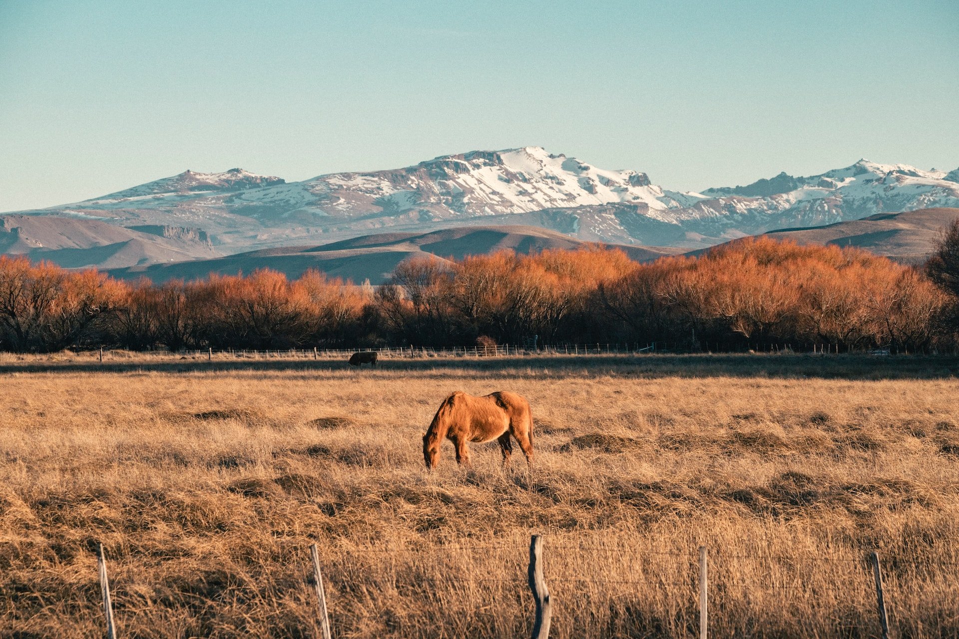 Paard in landschap Argentinië