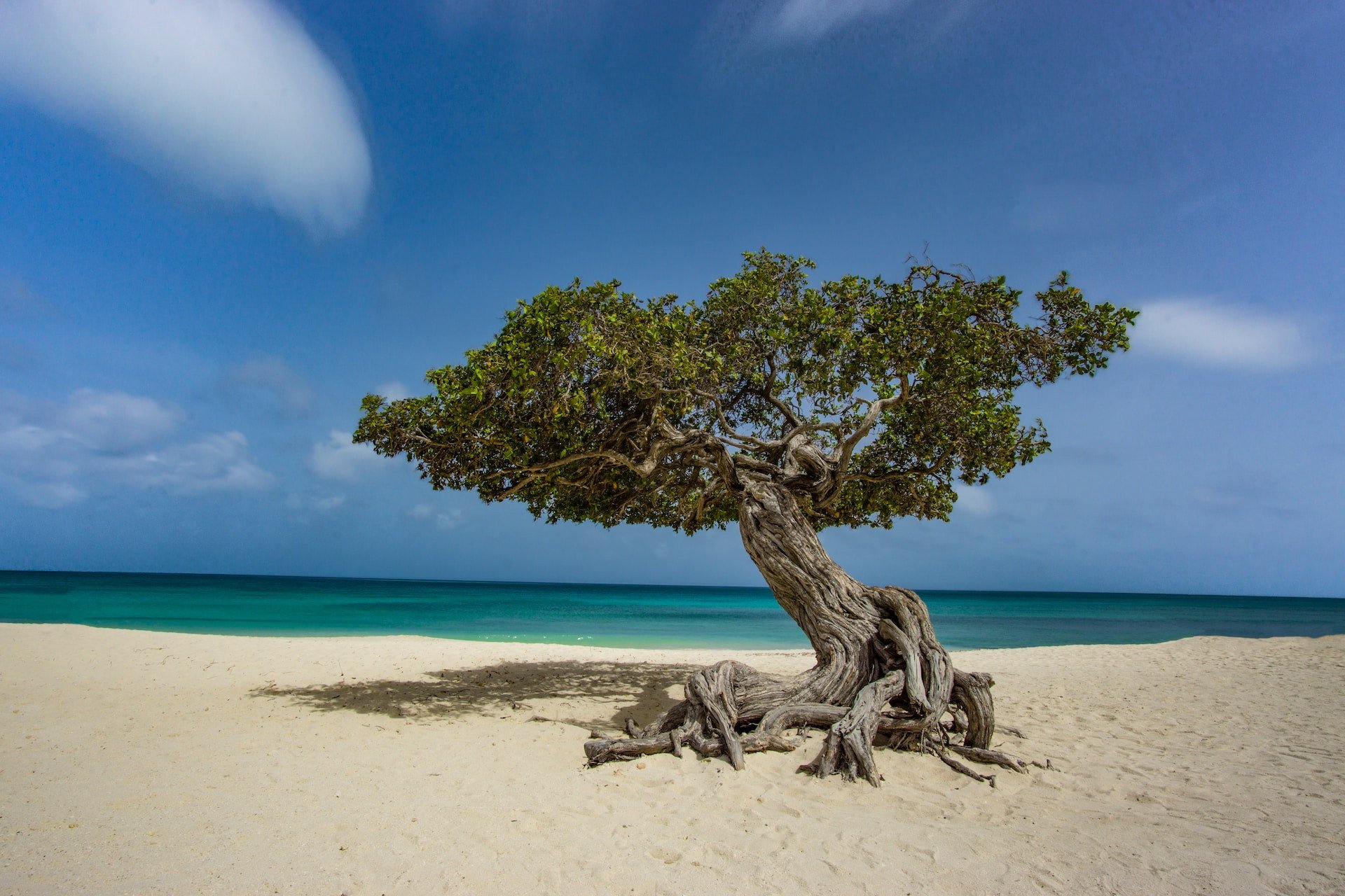Divi divi boom op Aruba