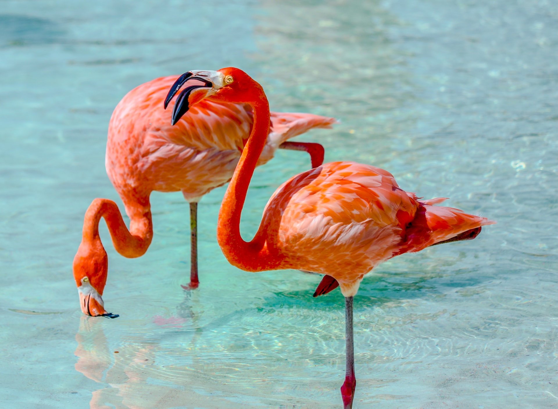 Flamingo's op Aruba