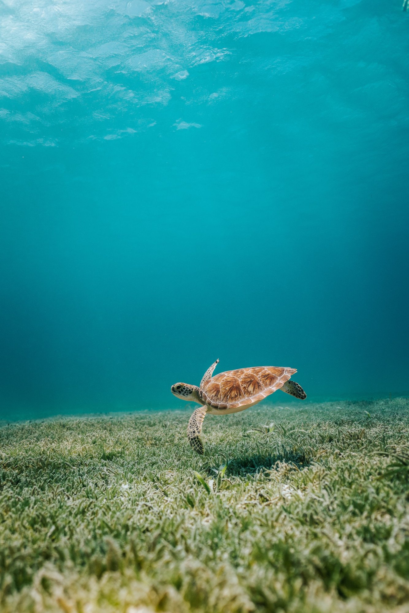 Zeeschildpad in de zee bij Aruba