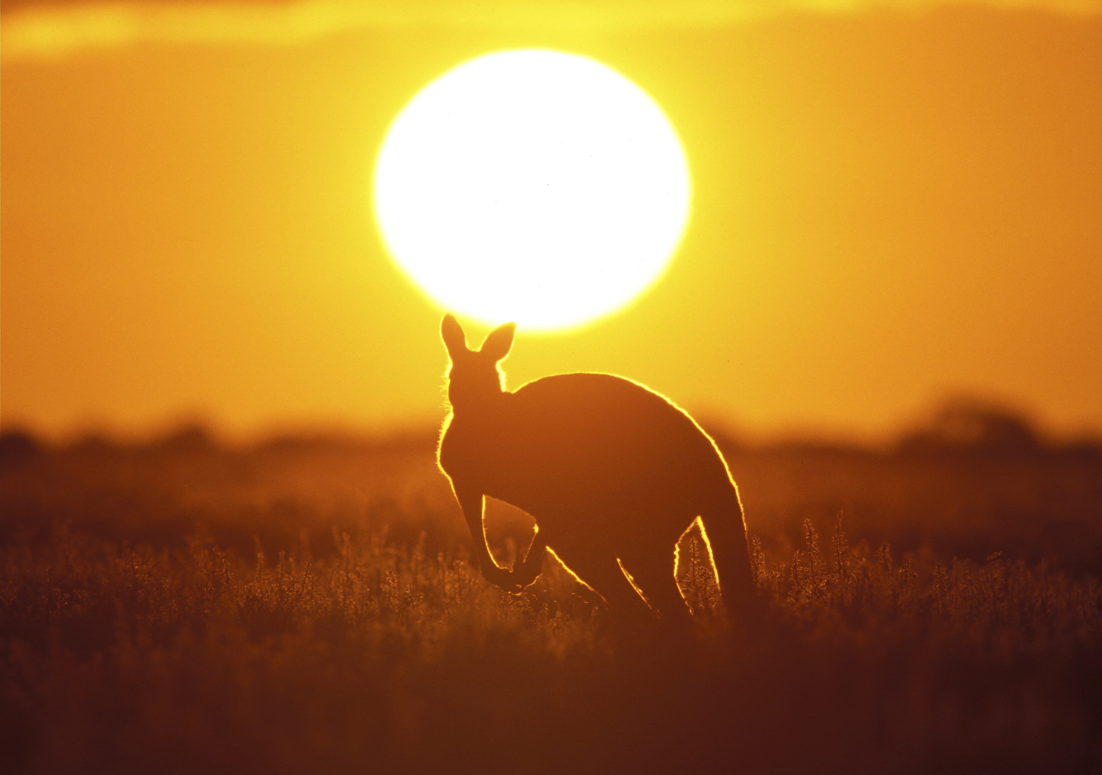 Kangaroe, Australië
