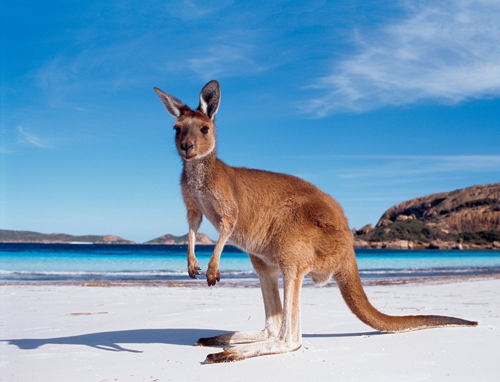 Australië kangoeroe