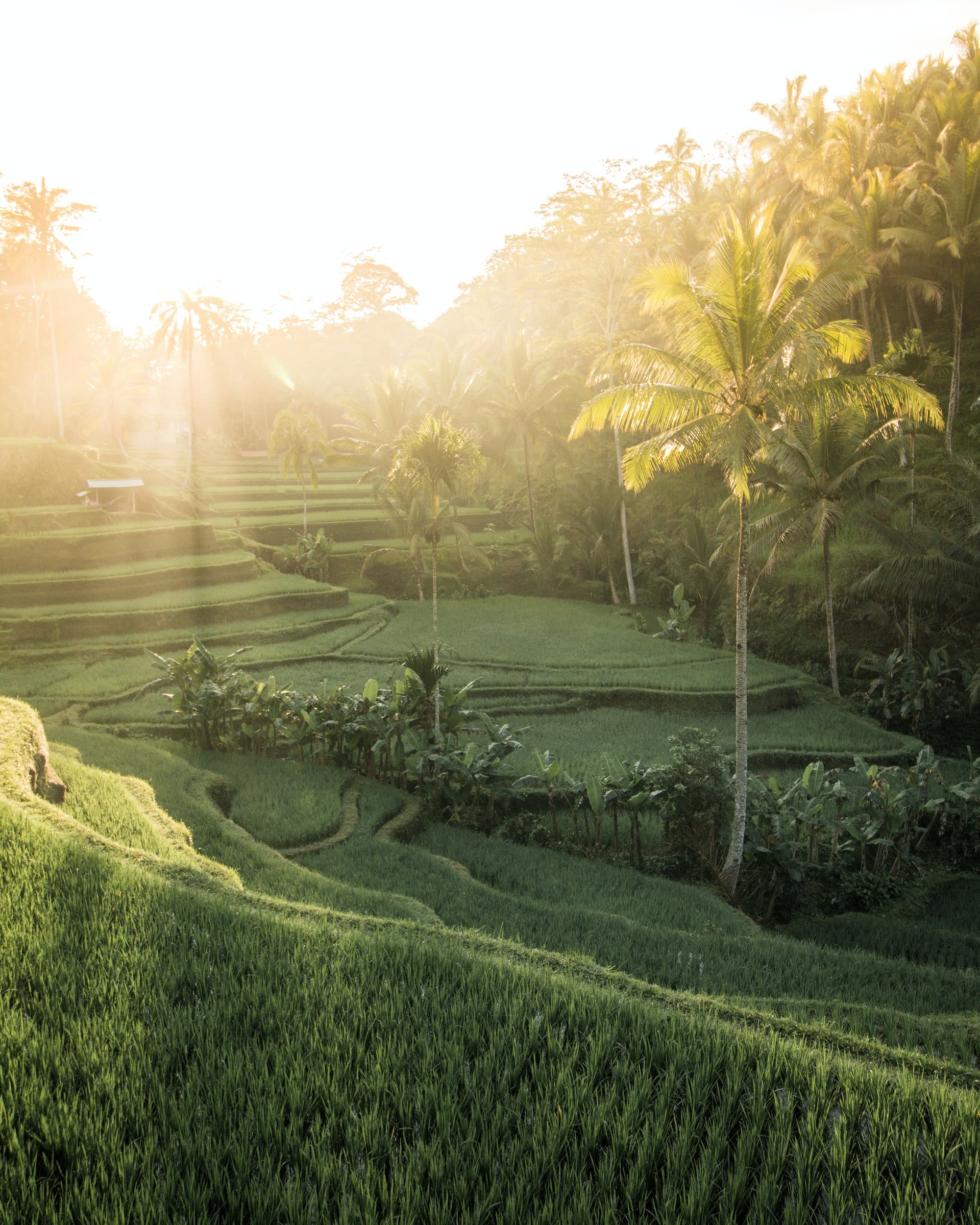 Groene rijstterrassen op Bali