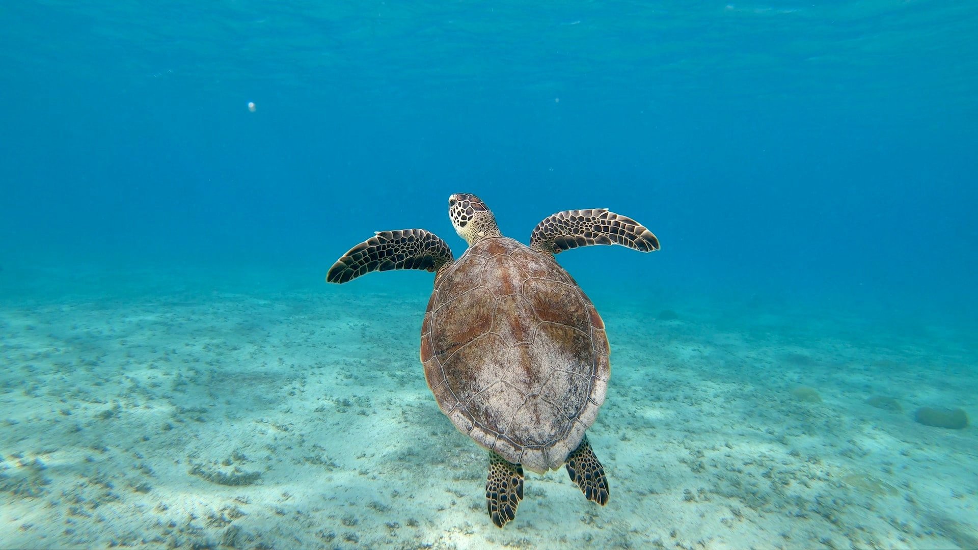 Schildpad in de zee van Bonaire