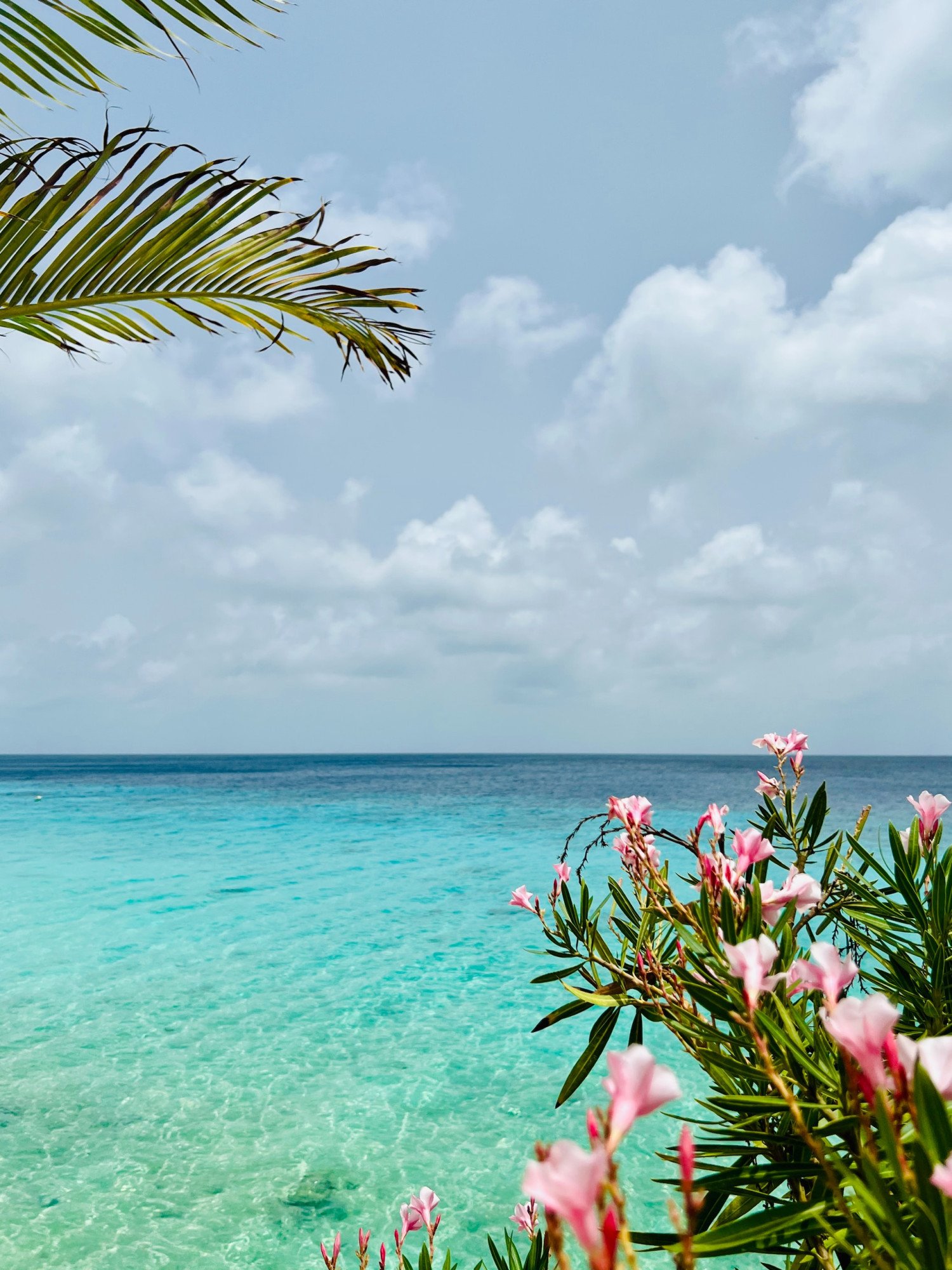 Zee met bloemen en palmboom in Bonaire