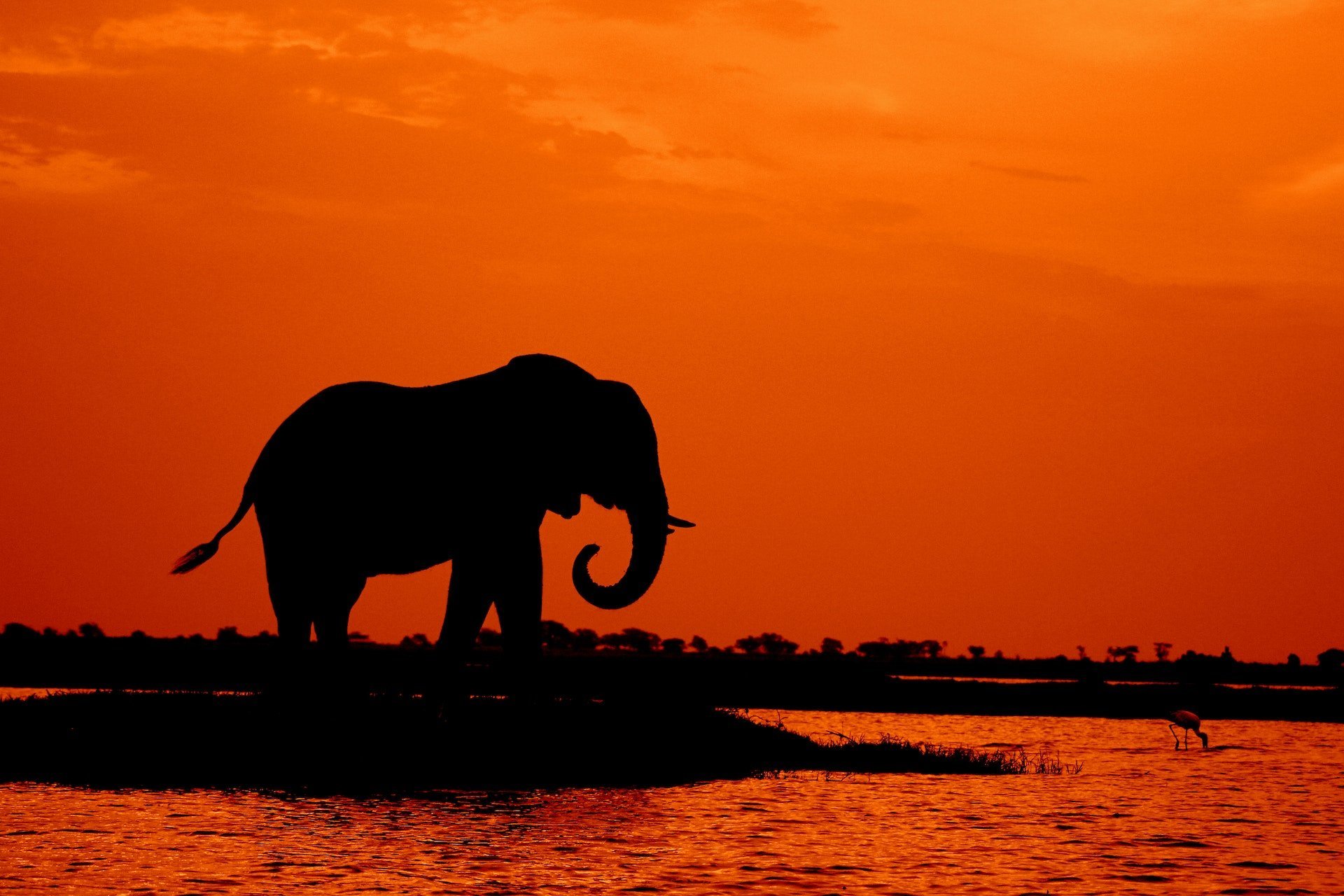 Botswana olifant aan het water bij zonsondergang