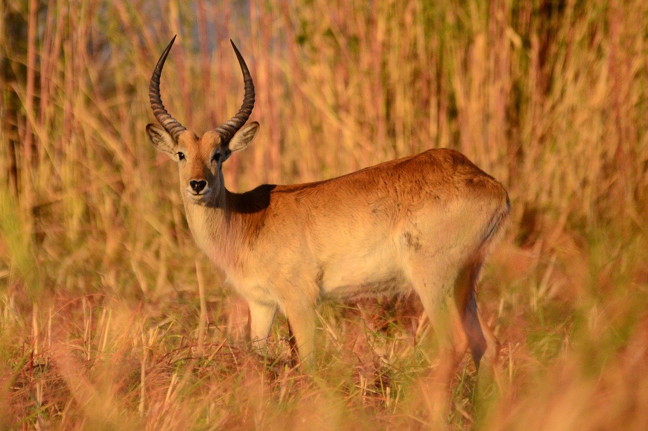 Botswana antilope