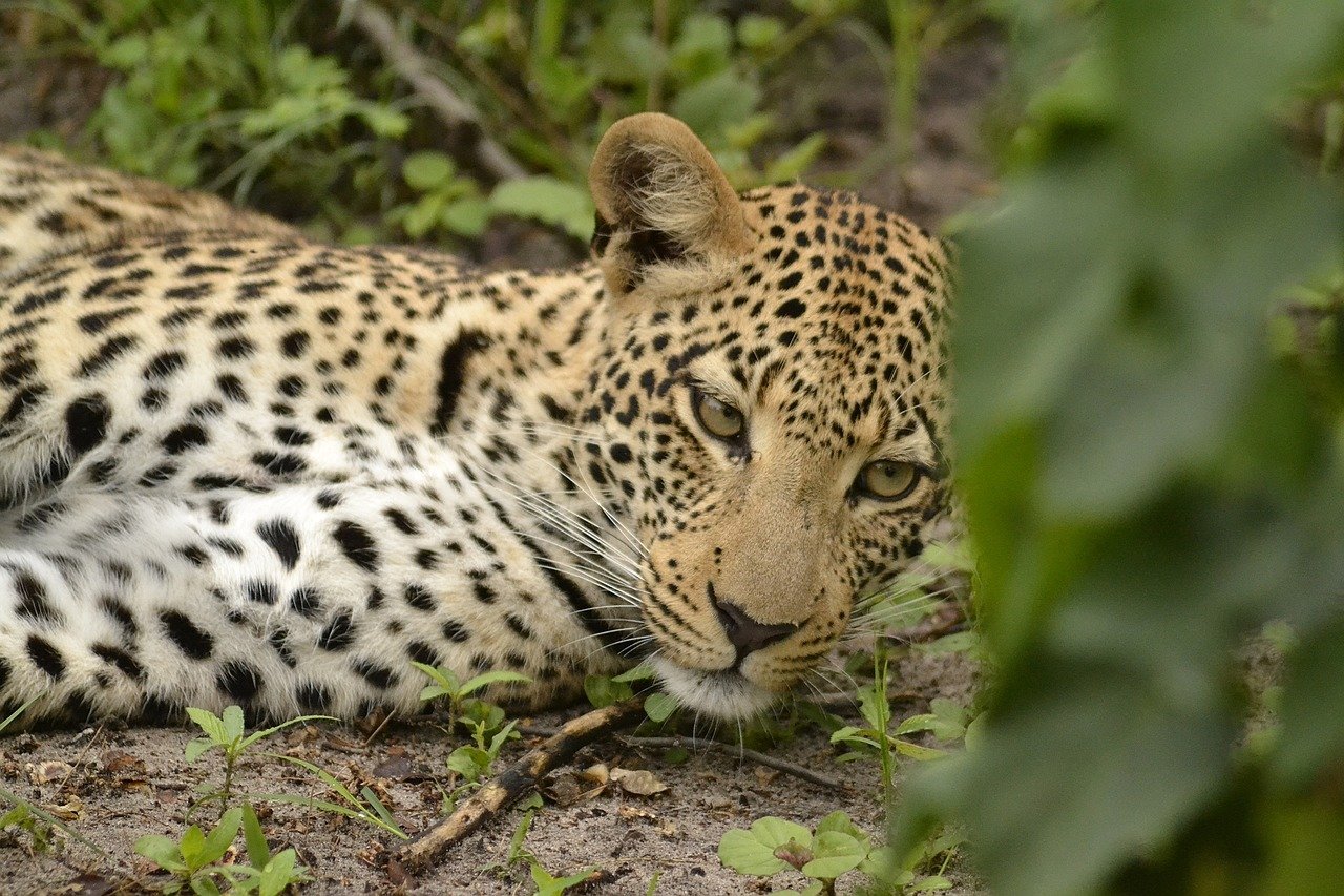 Botswana liggend luipaard