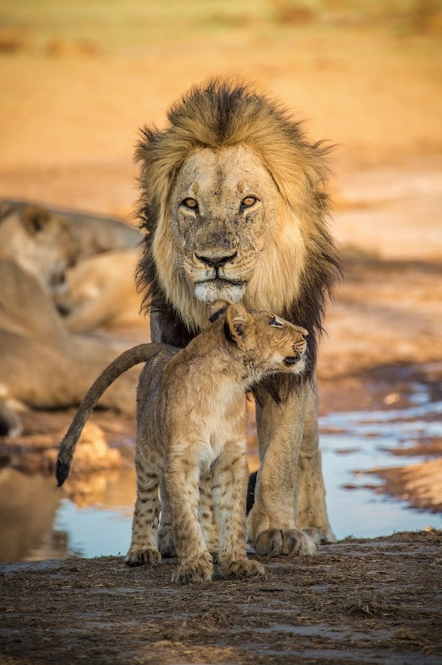 Botswana twee leeuwen