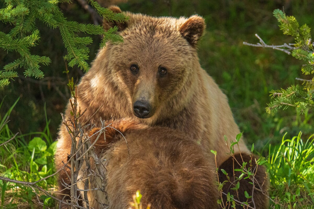 Grizzly beer in West-Canada