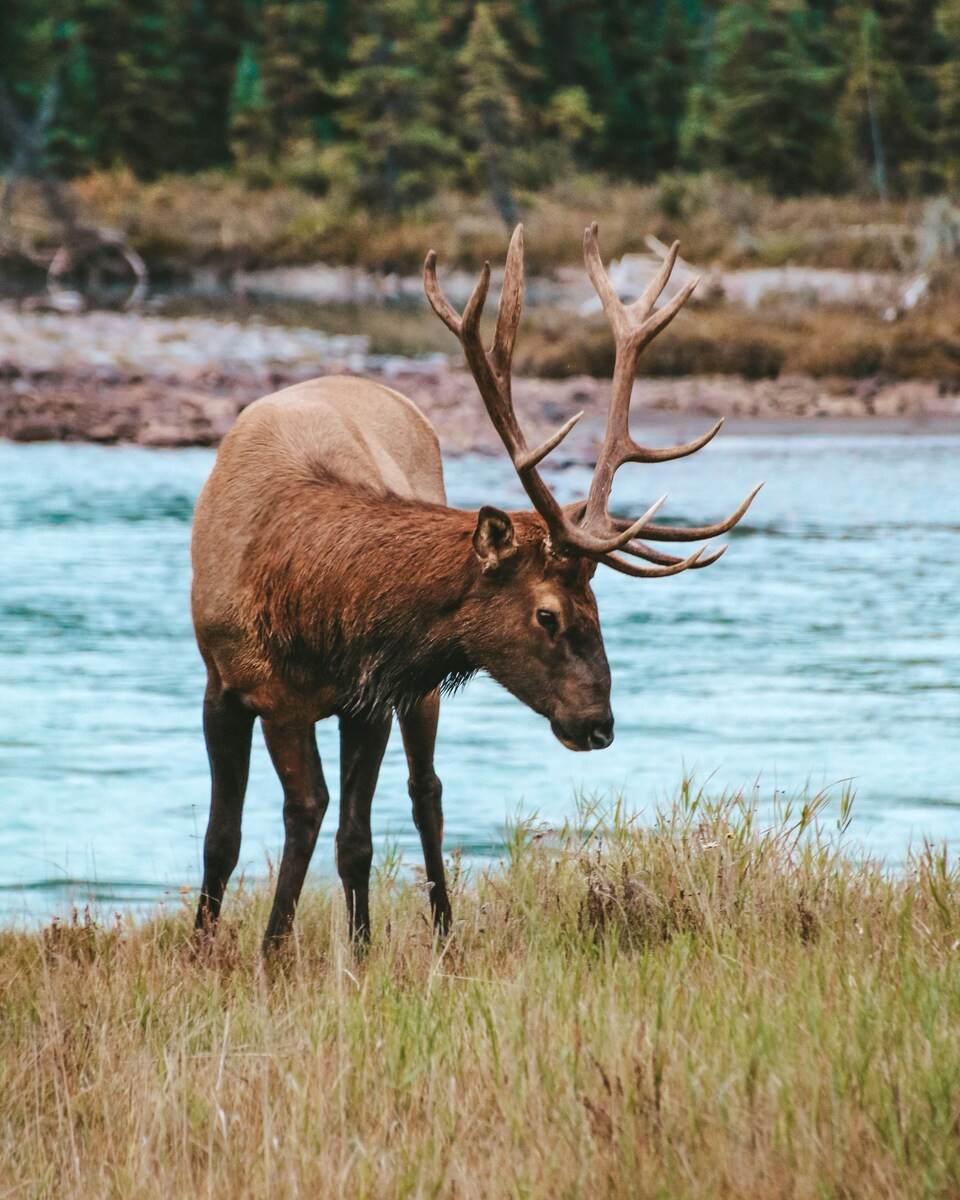 Hert bij het water in West-Canada