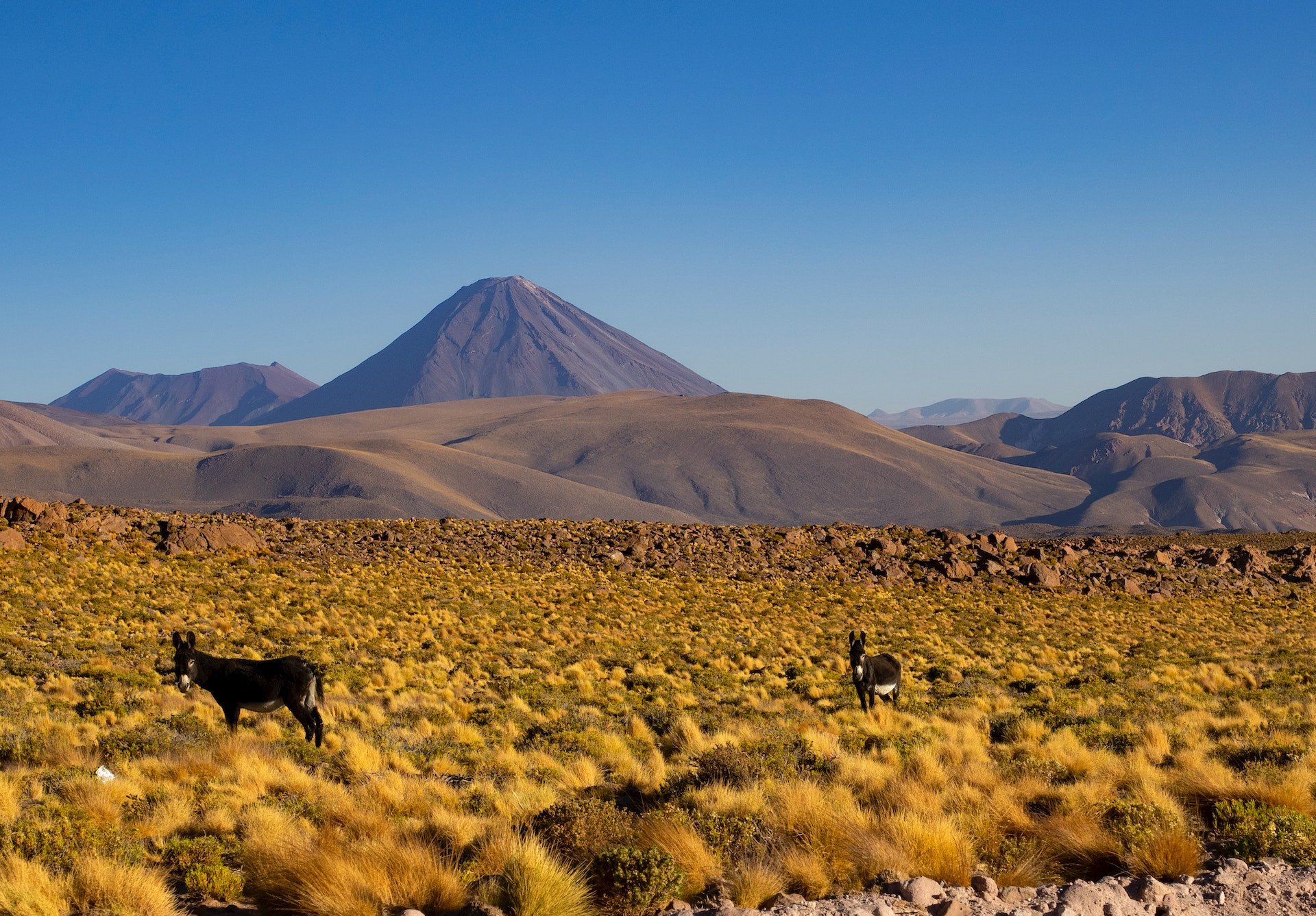Ezels met bergen op de achtergrond in Chili