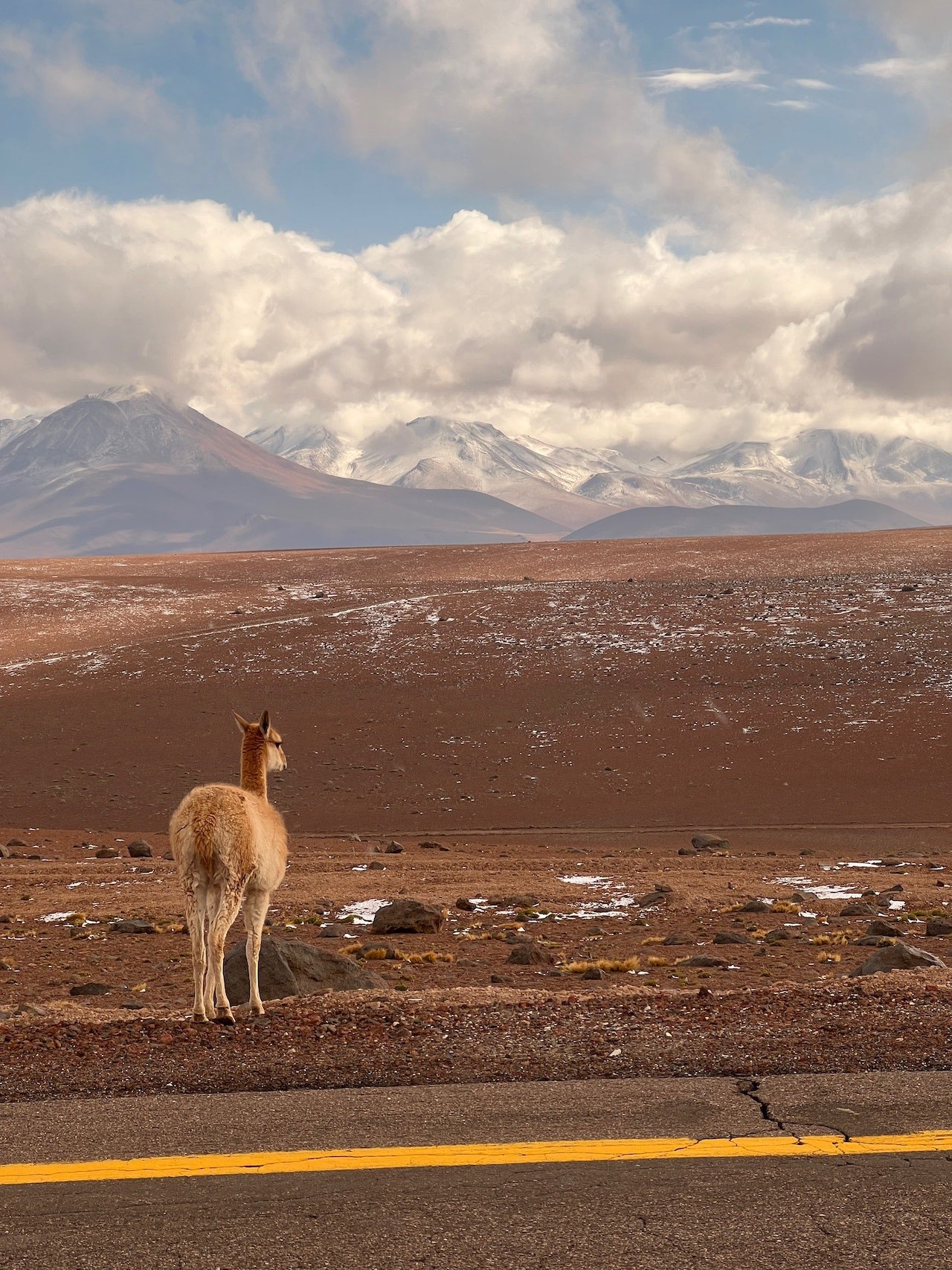 Lama langs de weg in Chili