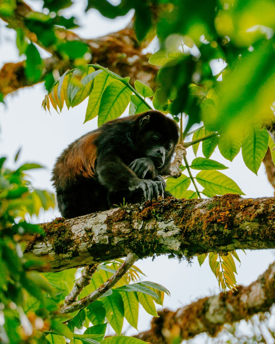 Aap in een boom in Monteverde, Costa Rica