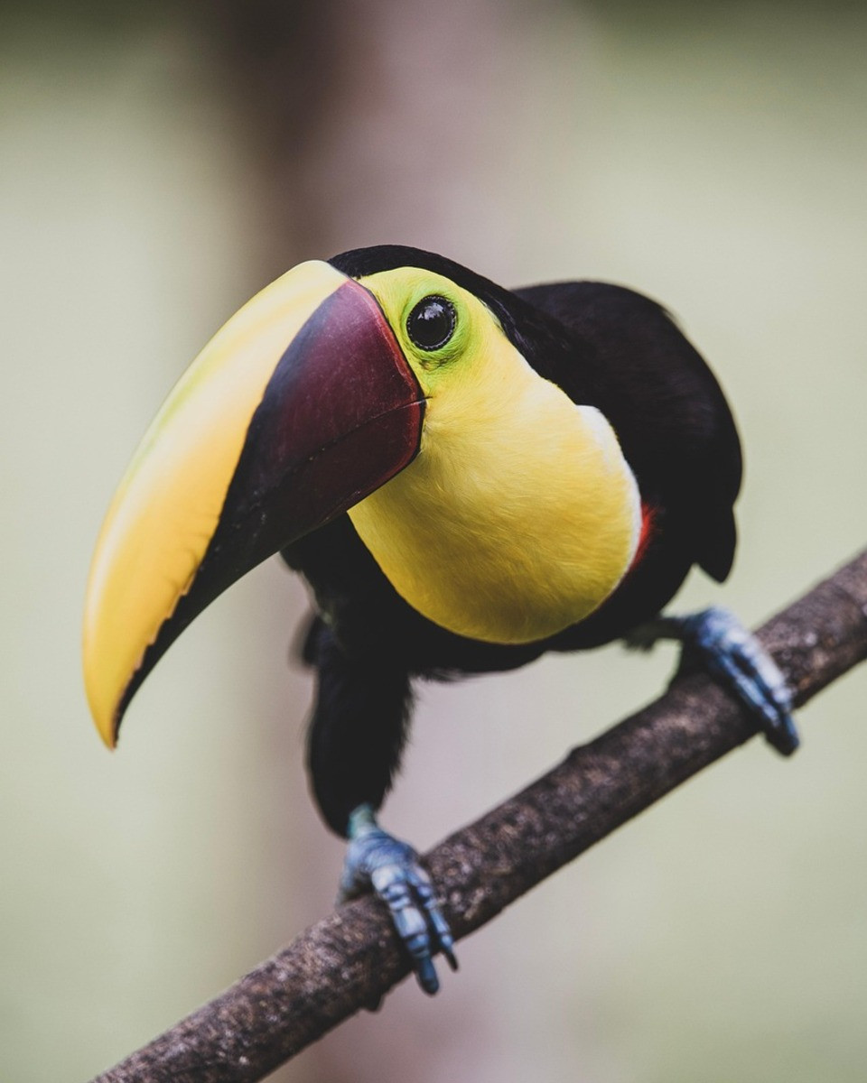 Toekan op een tak in Costa Rica
