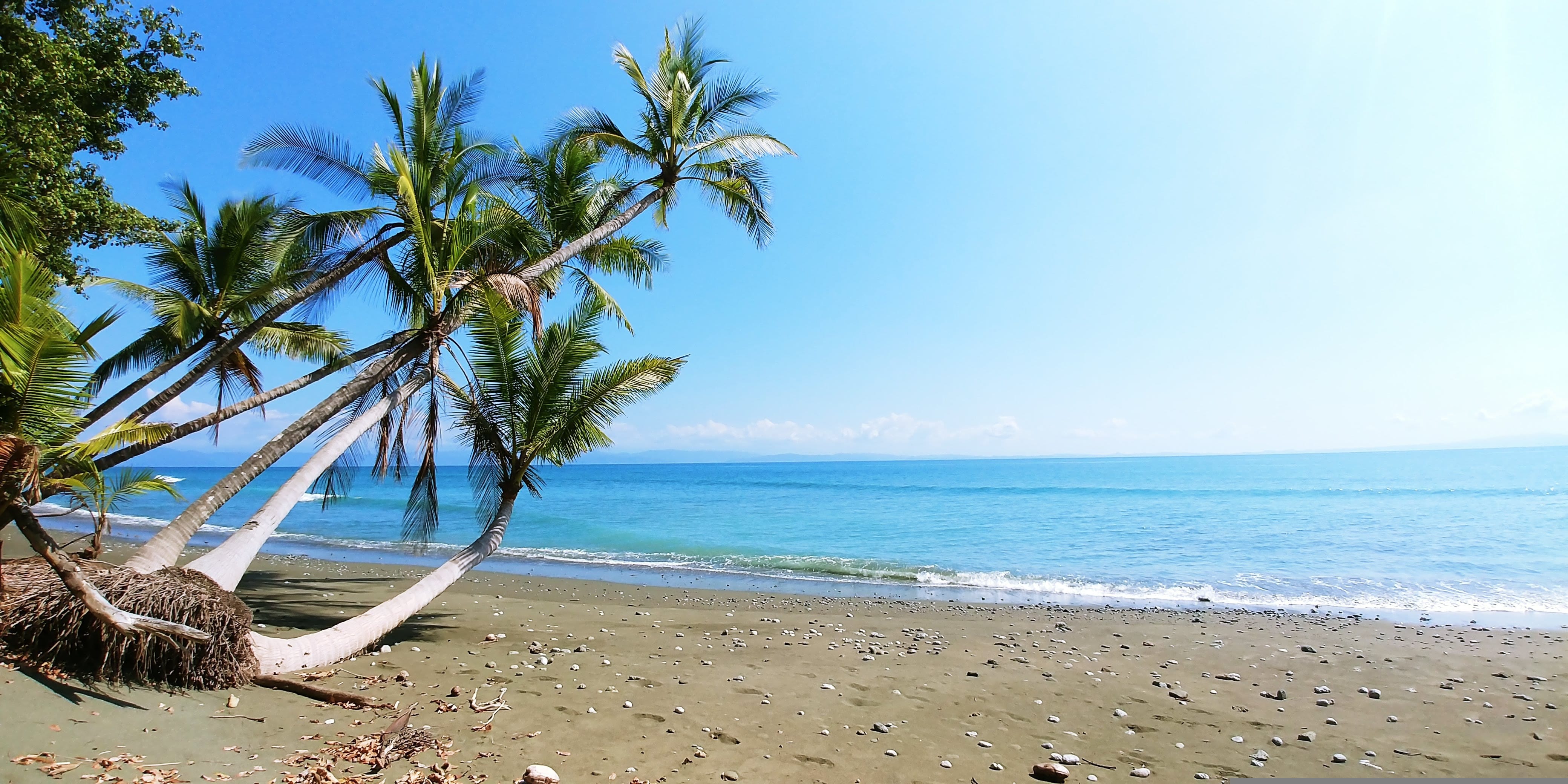 Costa Rica strand met palmbomen