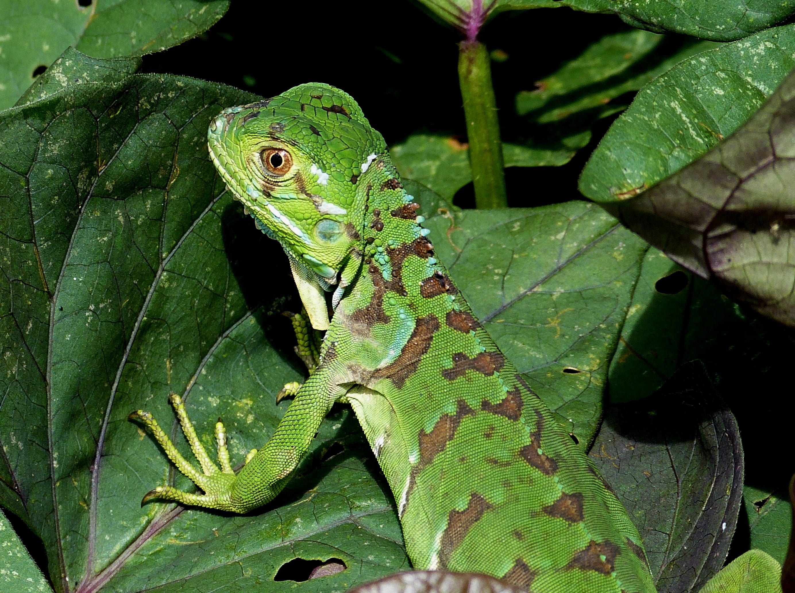 Groene hagedis Costa Rica