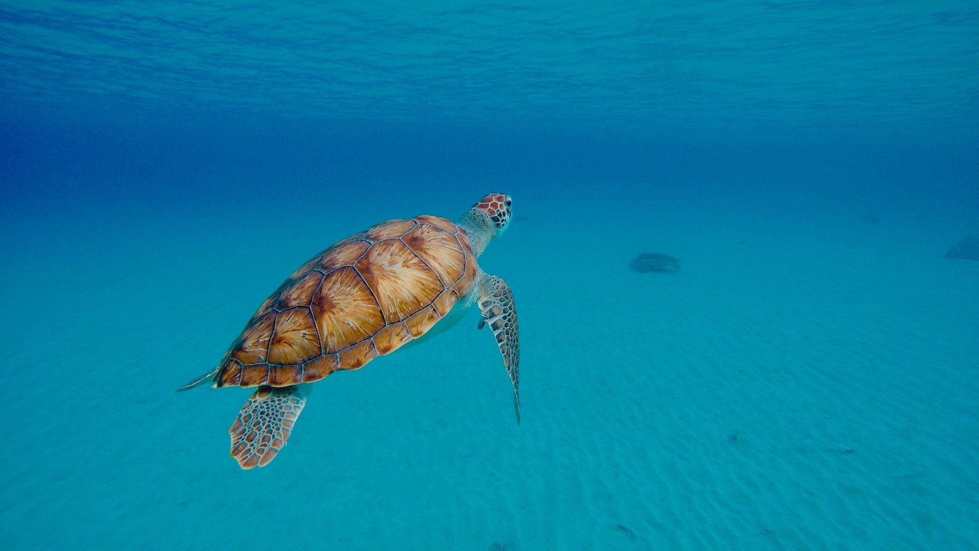 Zeeschildpad bij Curaçao