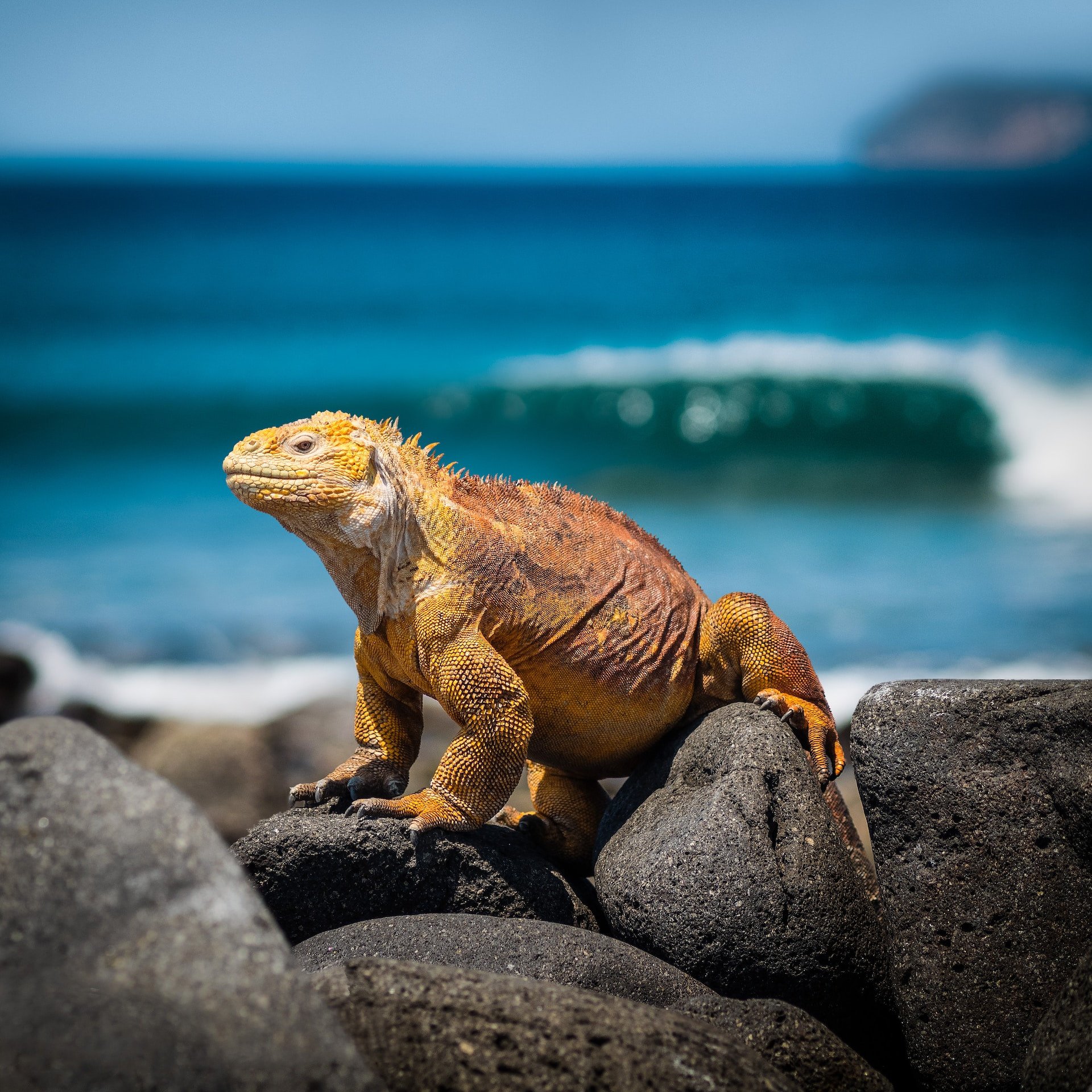 Leguaan op rots op de Galapagoseilanden