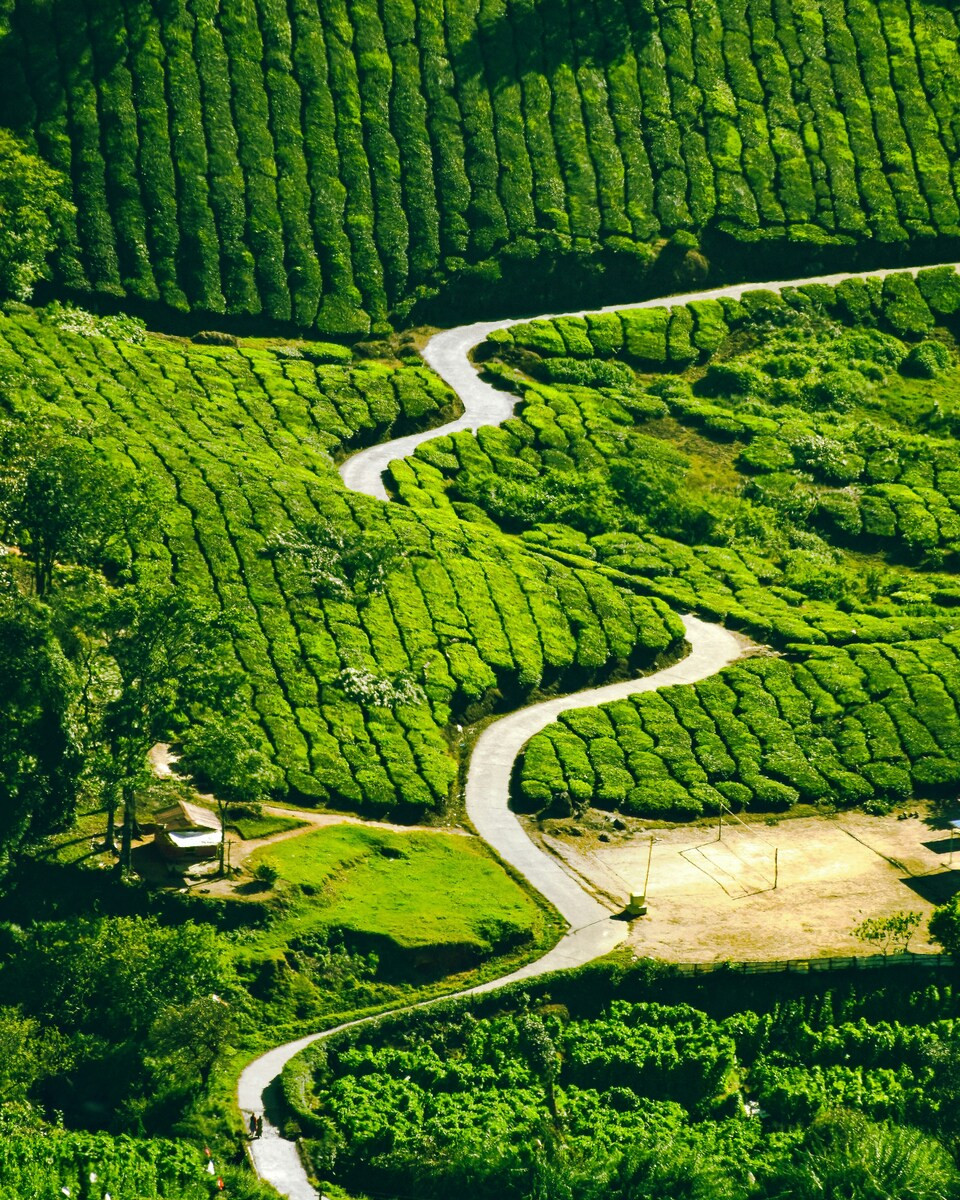 Velden in Kerala, Zuid-India