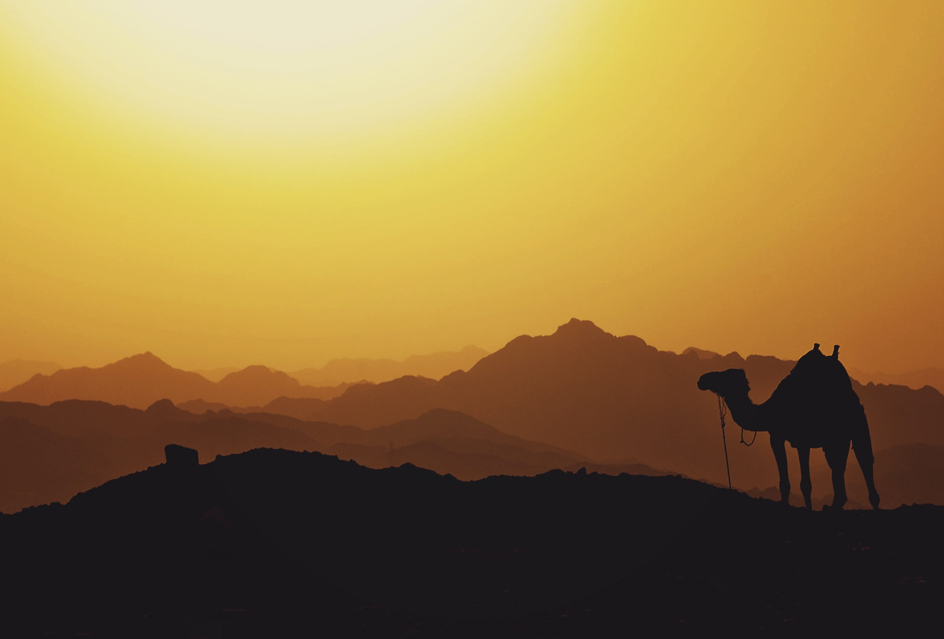 Midden-Oosten landschap met kameel