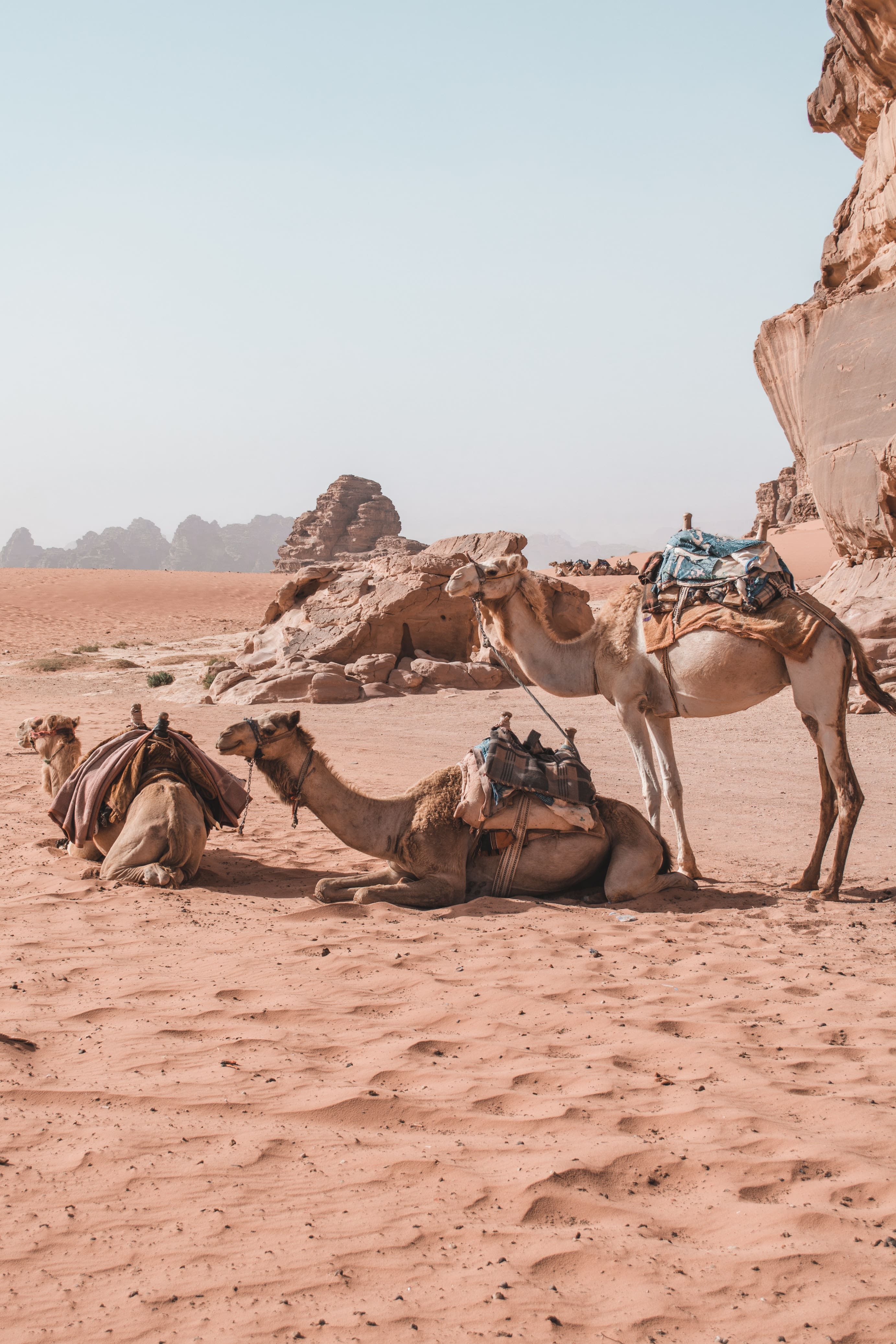 Kamelen, Jordanië