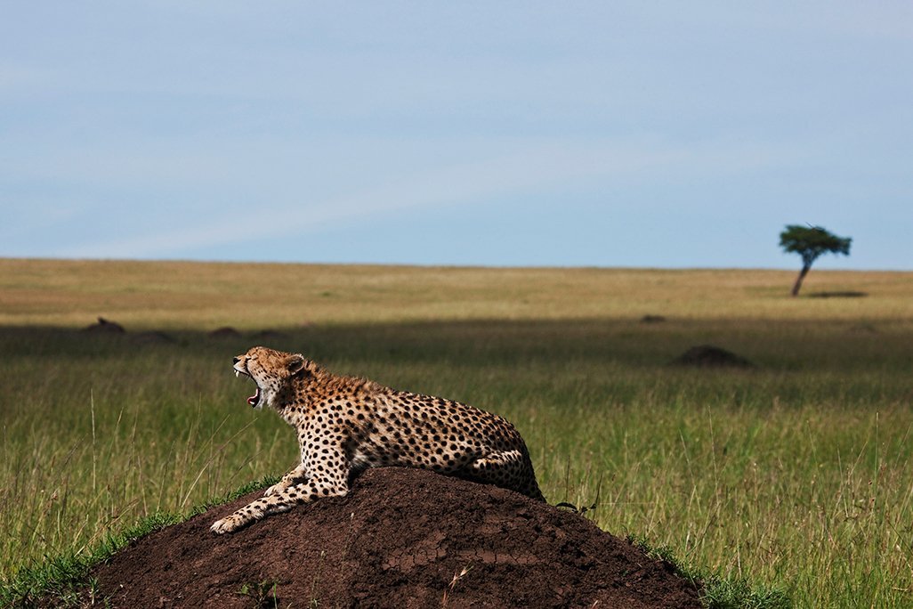 Cheetah, Kenia