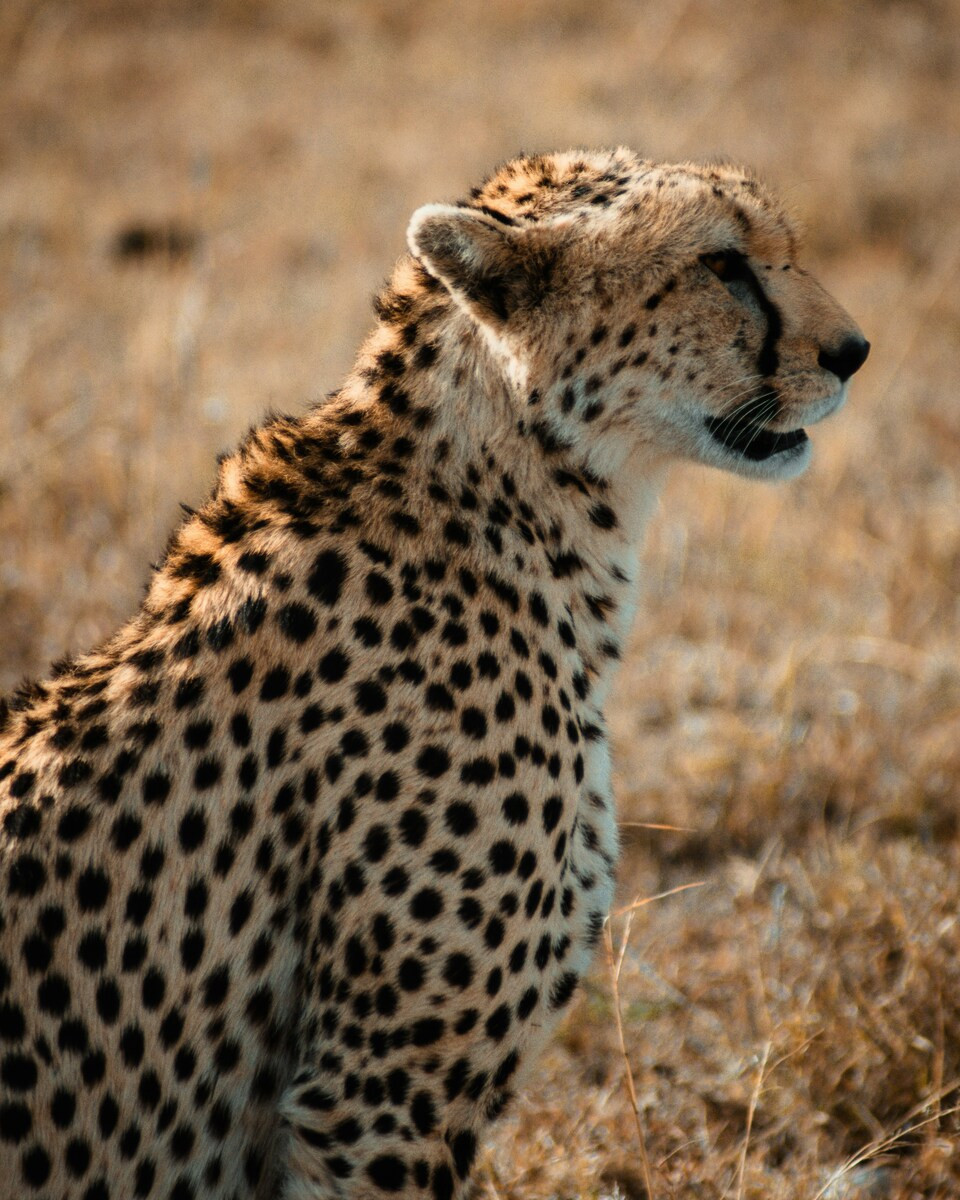 Cheetah in de Masai Mara in Kenia