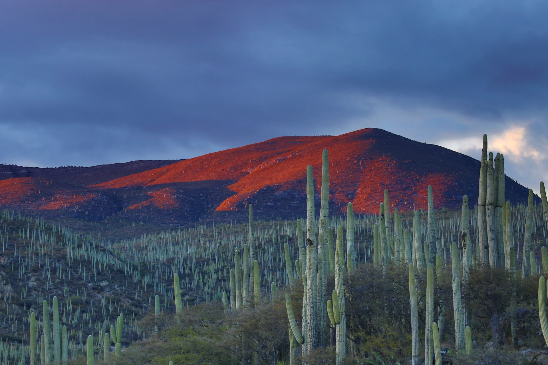 Heuvels met cactussen in Mexico