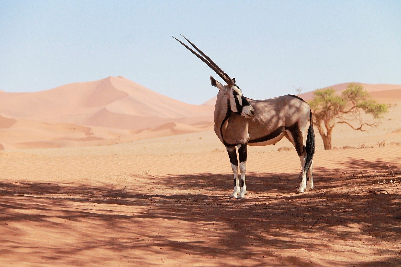 Oryx in Namibië