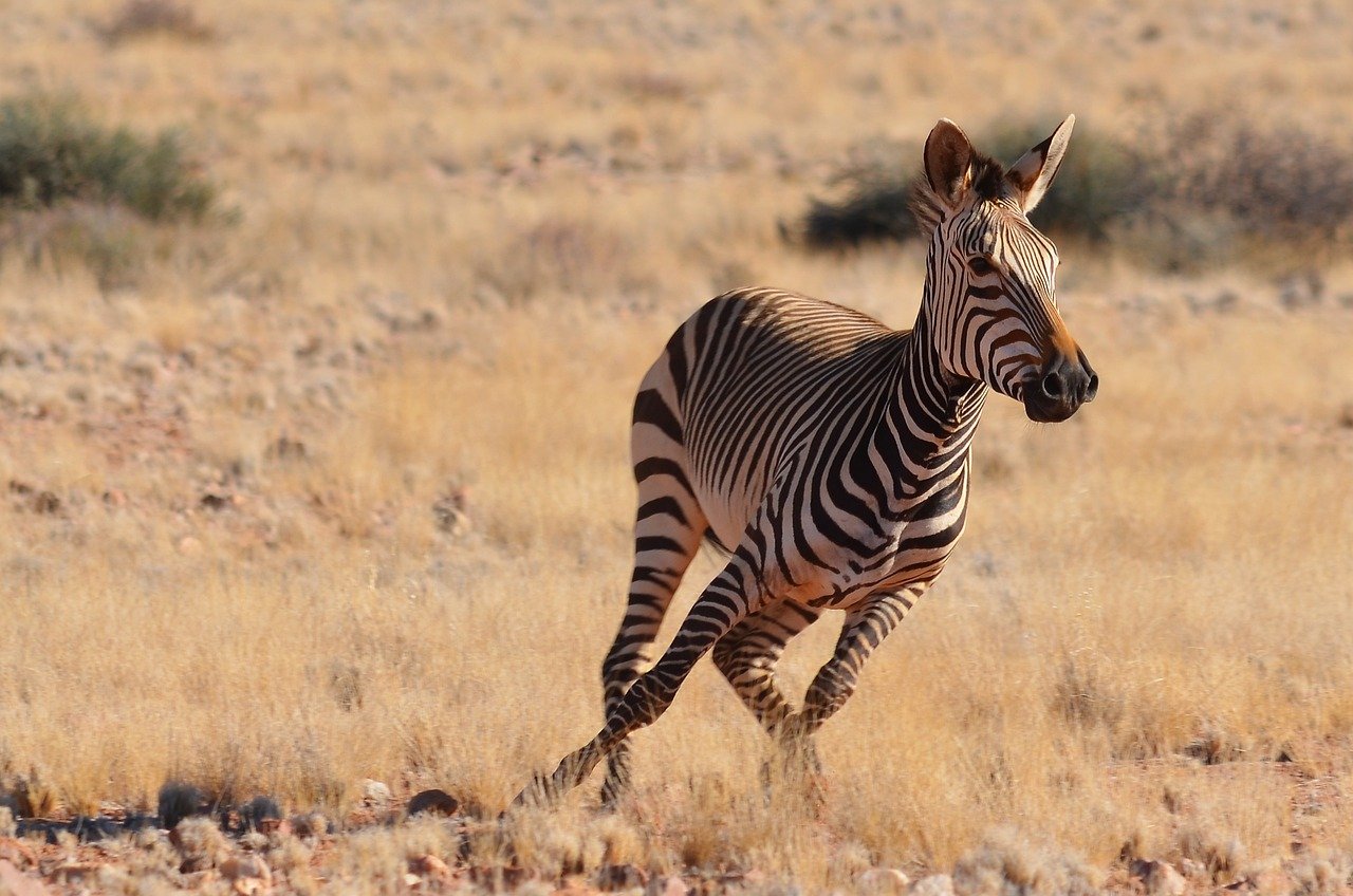 Namibië rennend zebrapaard