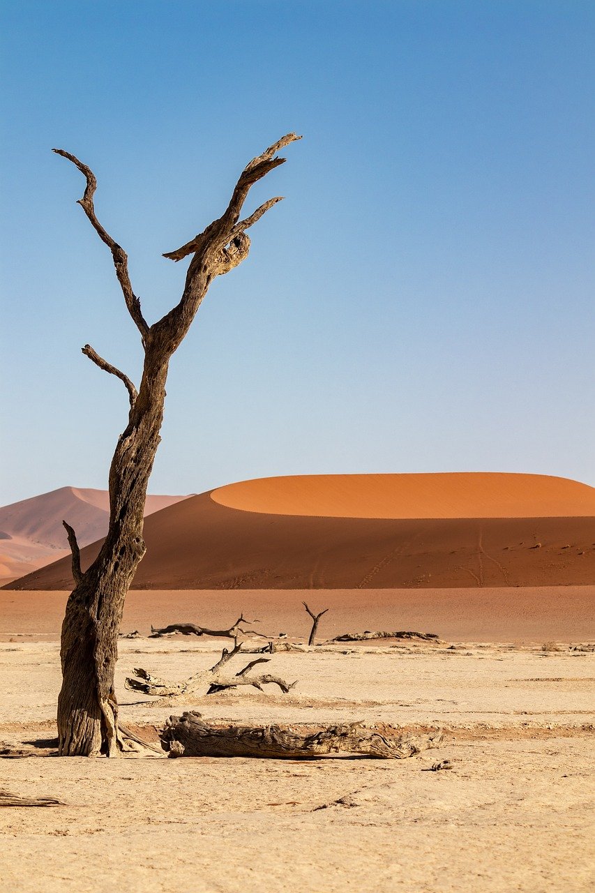 Namibië kale boom in woestijn