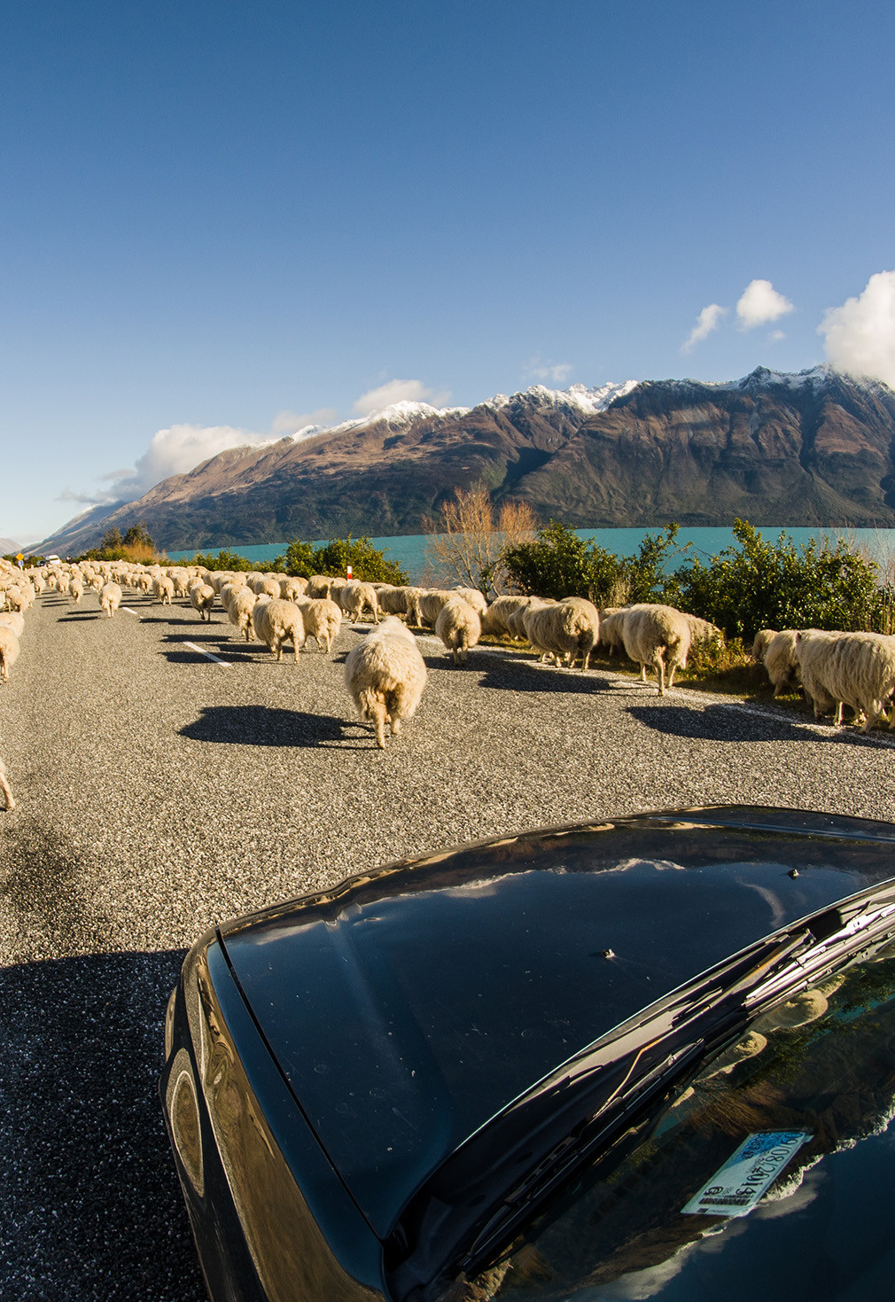 Roadtrip Nieuw-Zeeland Auto