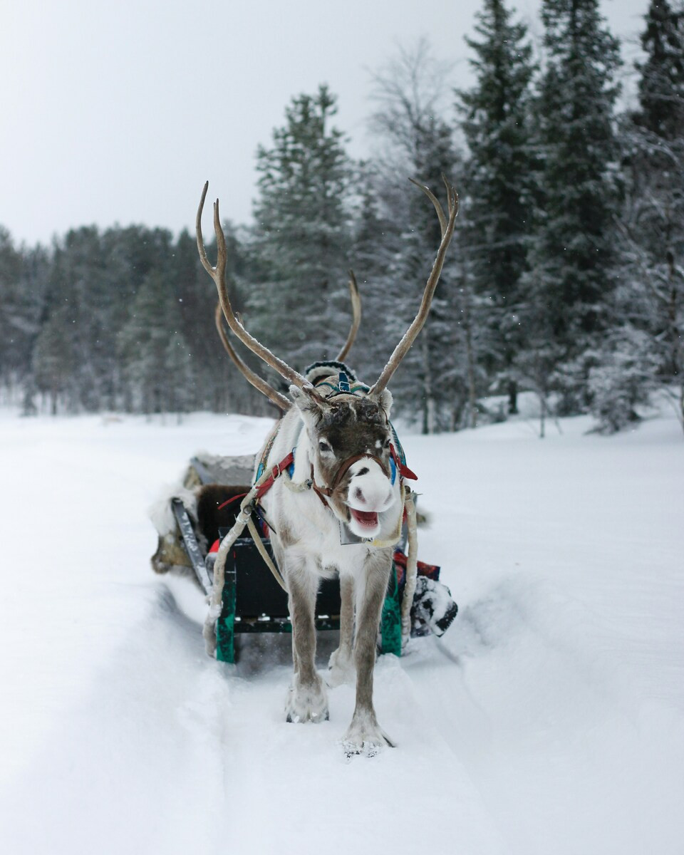 Rendier met slee in Fins Lapland