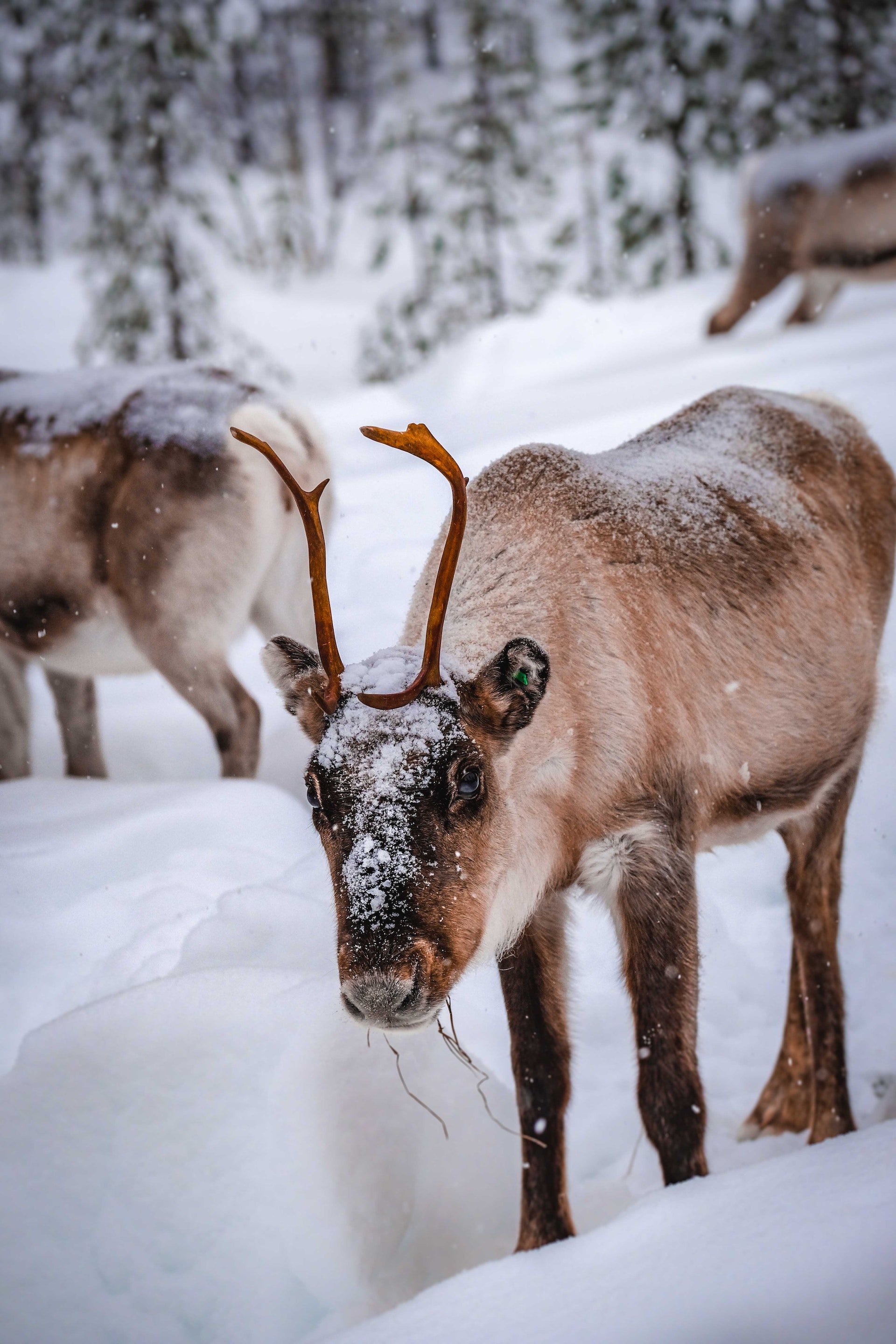 Lapland rendieren in de sneeuw