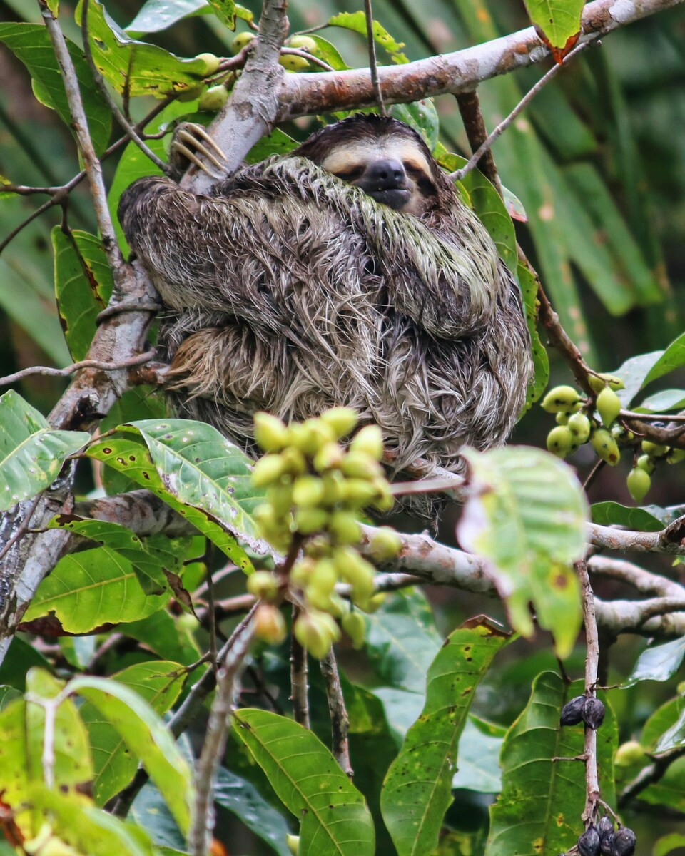 Luiaard in boom in Panama