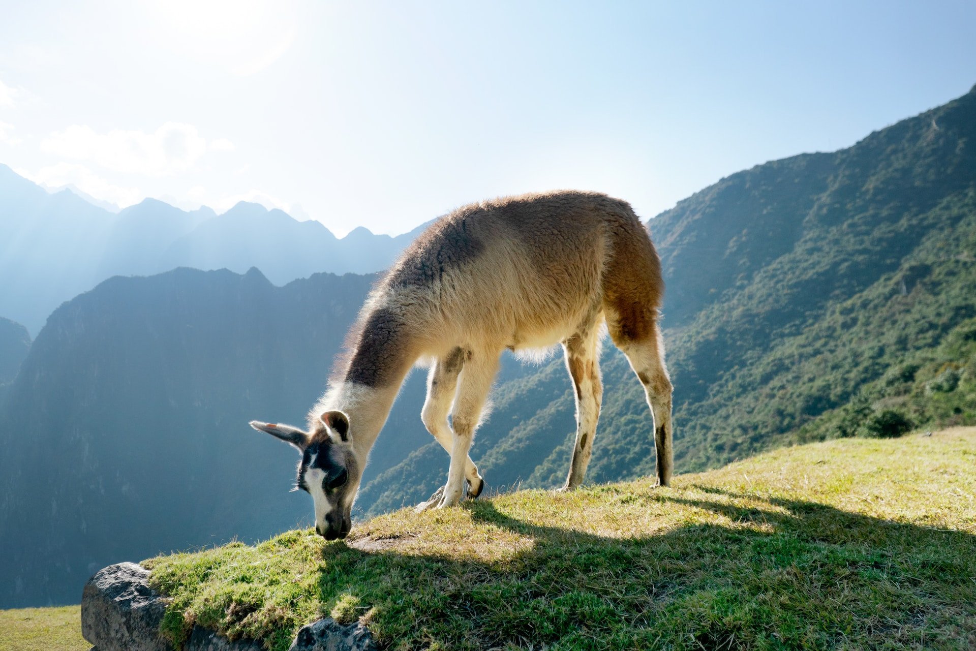 Antilope op de bergen in Peru