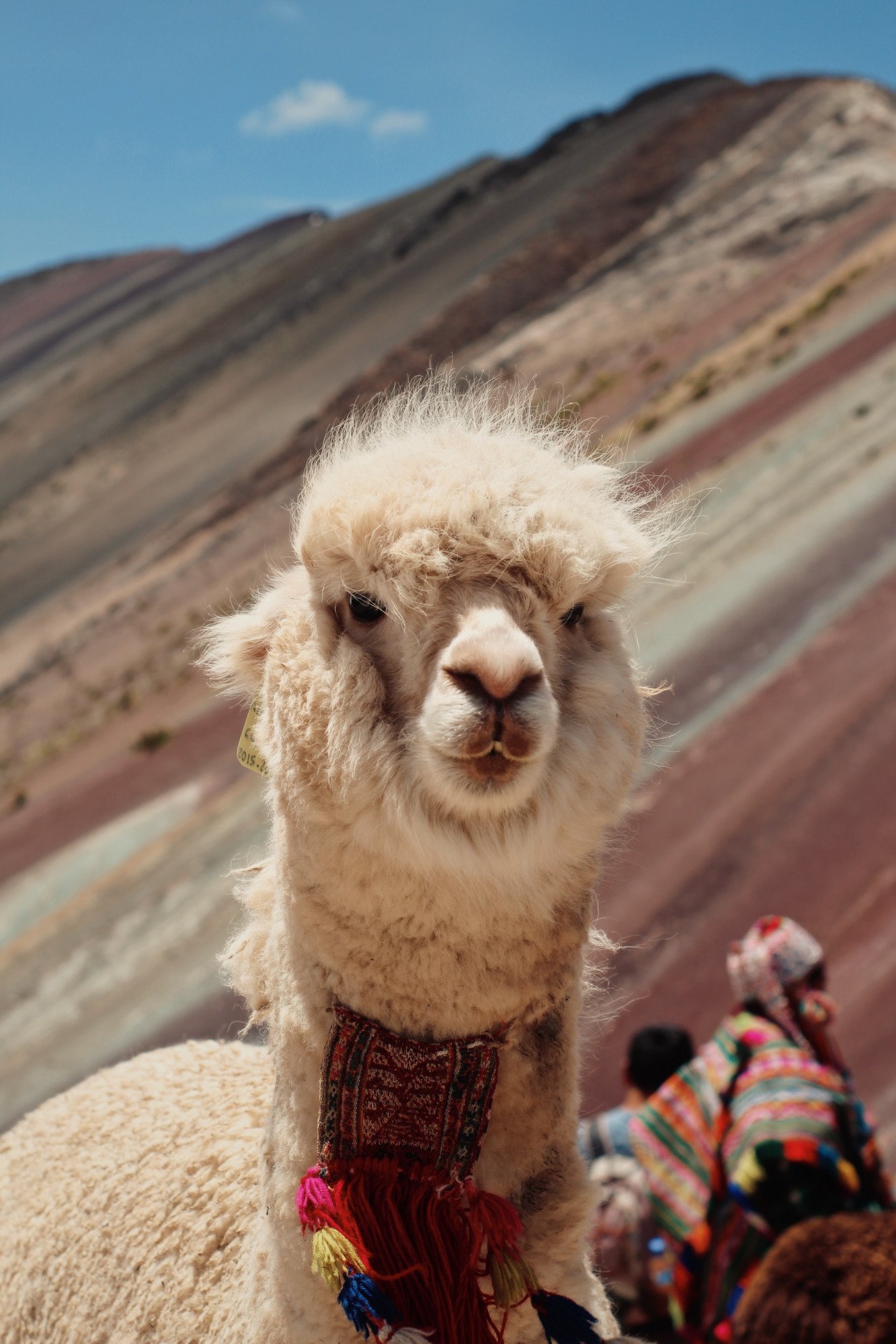 Peru alpaca