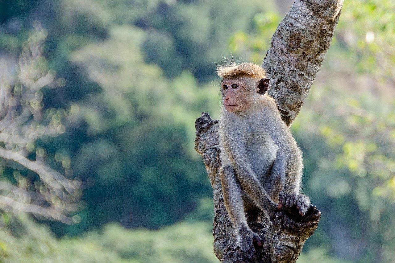 Aap in een boom in Sri Lanka