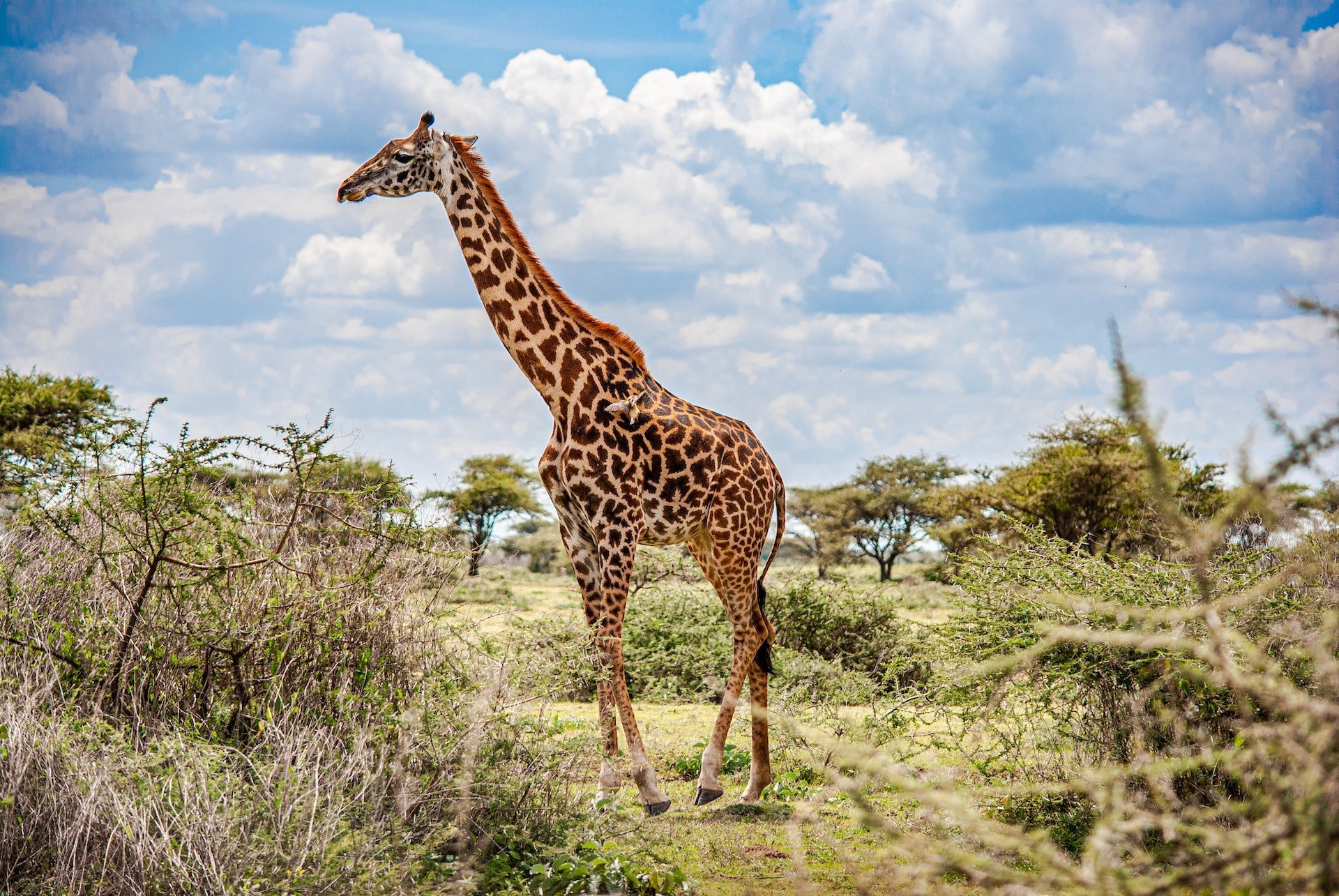Tanzania giraf