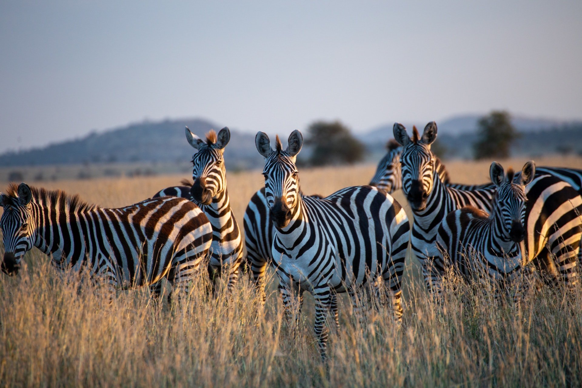 Tanzania groep zebra's