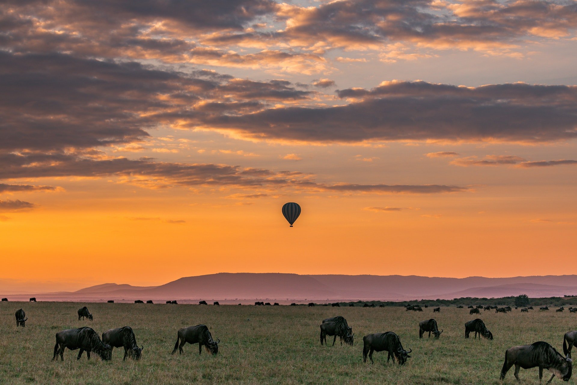 Ballon boven een groep gnoes in Tanzania