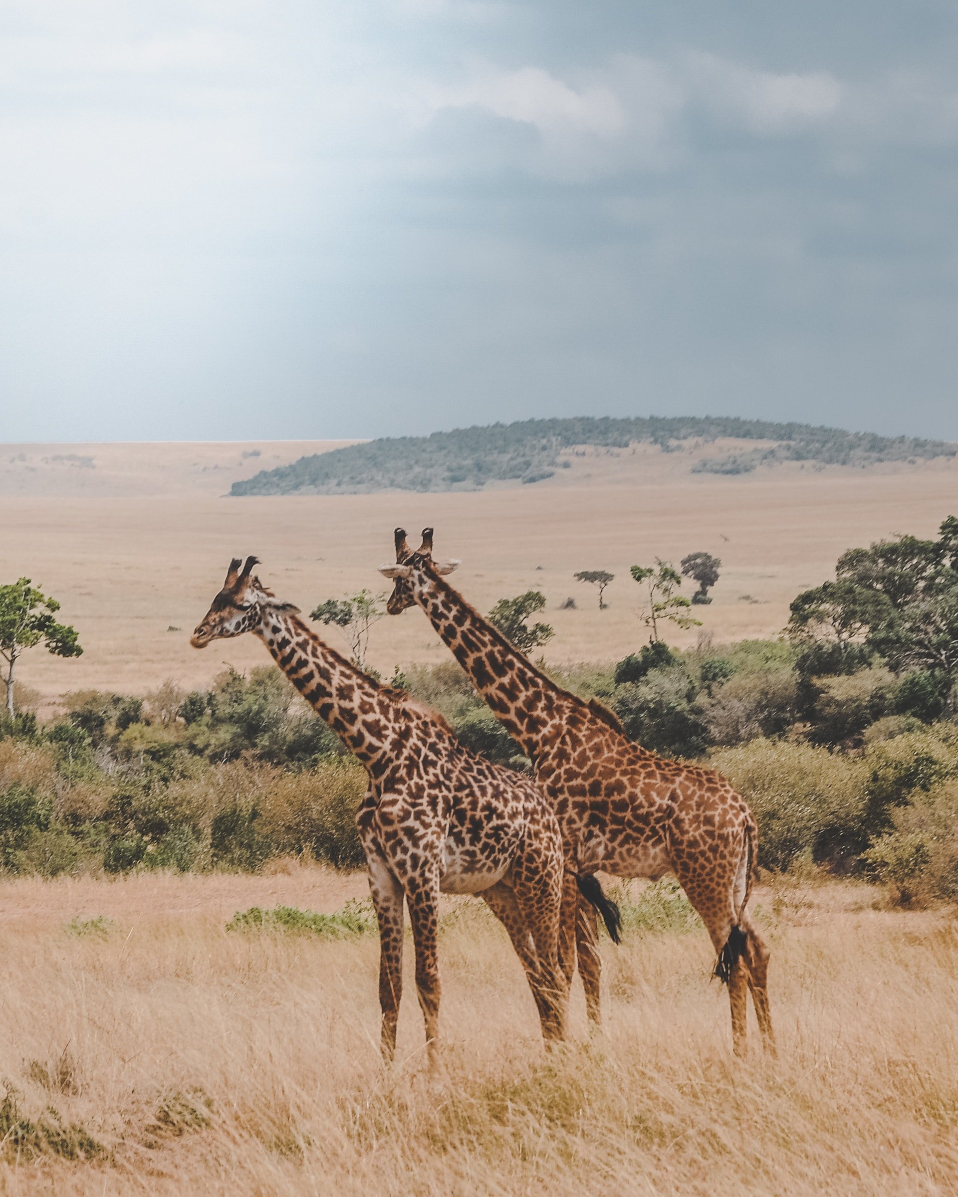 Tanzania twee giraffen