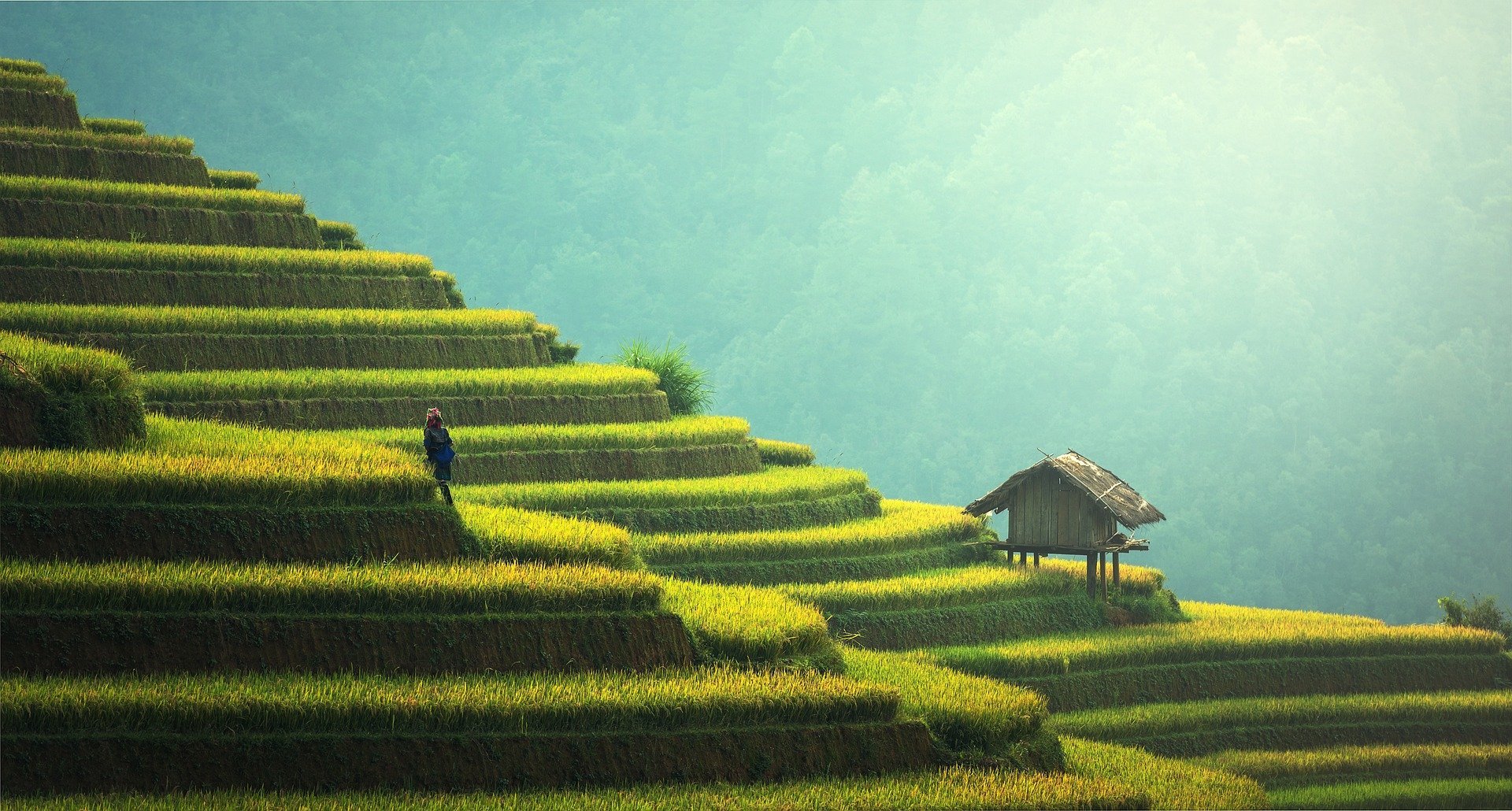 Rijstvelden, Bali, Indonesië