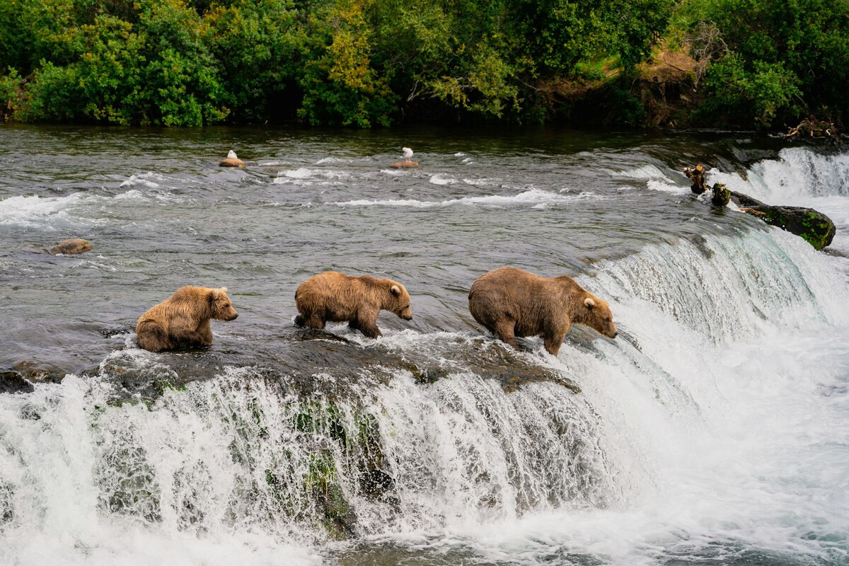Groepje beren op een rivier in Alaska